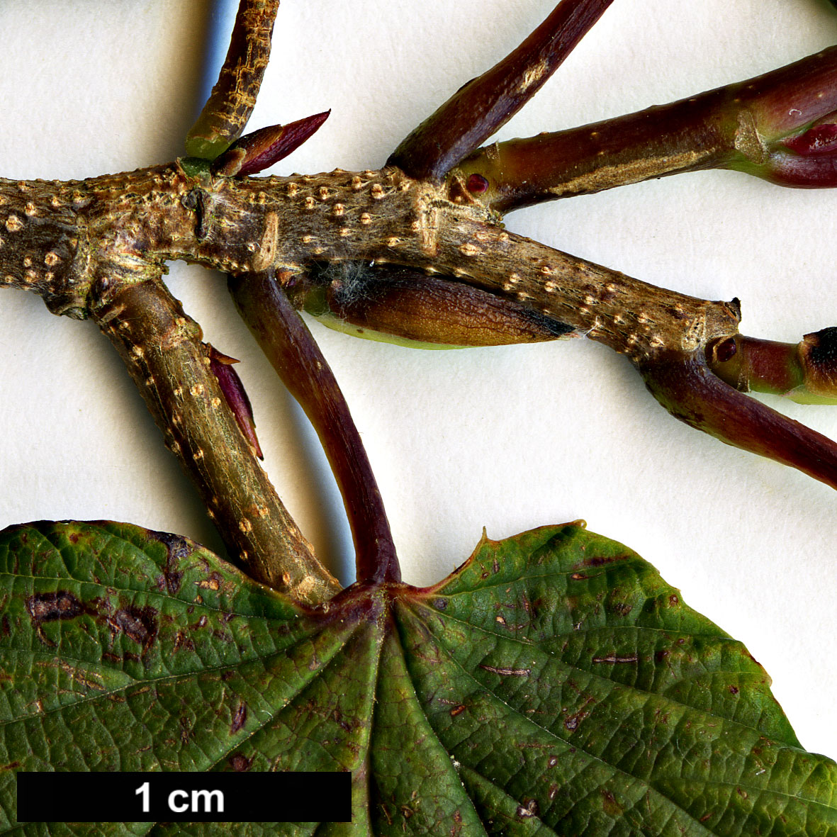 High resolution image: Family: Hamamelidaceae - Genus: Corylopsis - Taxon: glabrescens