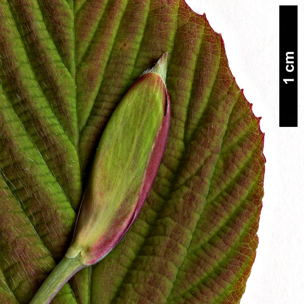 High resolution image: Family: Hamamelidaceae - Genus: Corylopsis - Taxon: platypetala