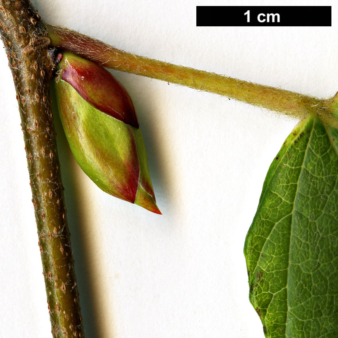 High resolution image: Family: Hamamelidaceae - Genus: Corylopsis - Taxon: spicata