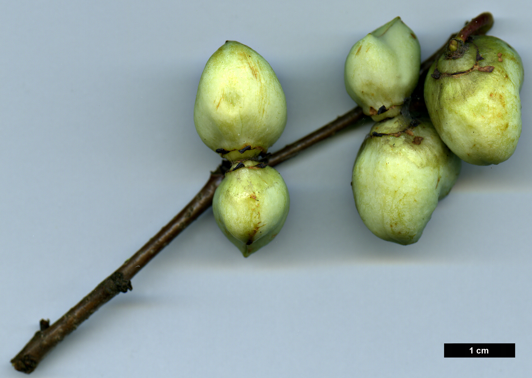 High resolution image: Family: Hamamelidaceae - Genus: Disanthus - Taxon: cercidifolius