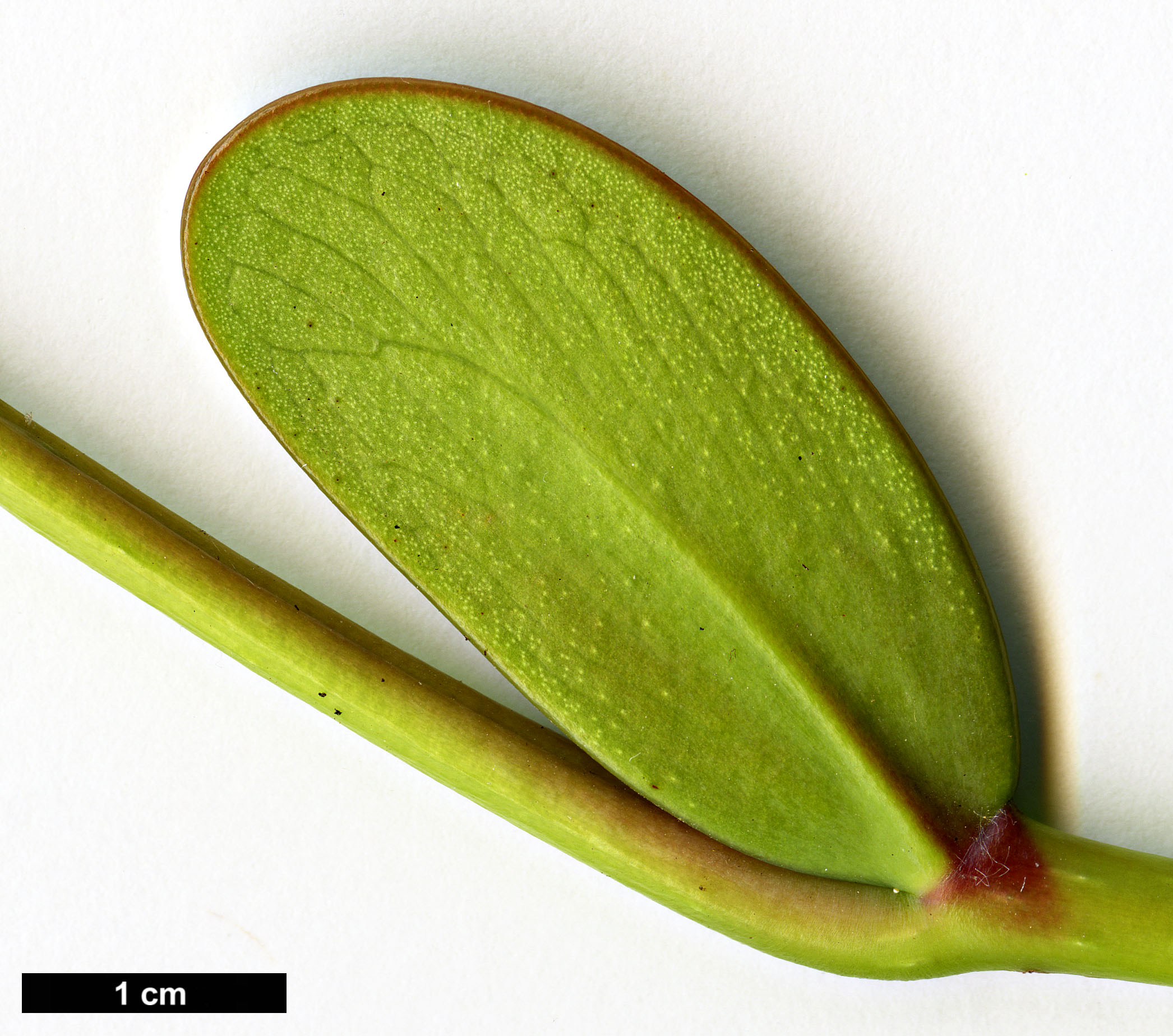High resolution image: Family: Hamamelidaceae - Genus: Exbucklandia - Taxon: populnea