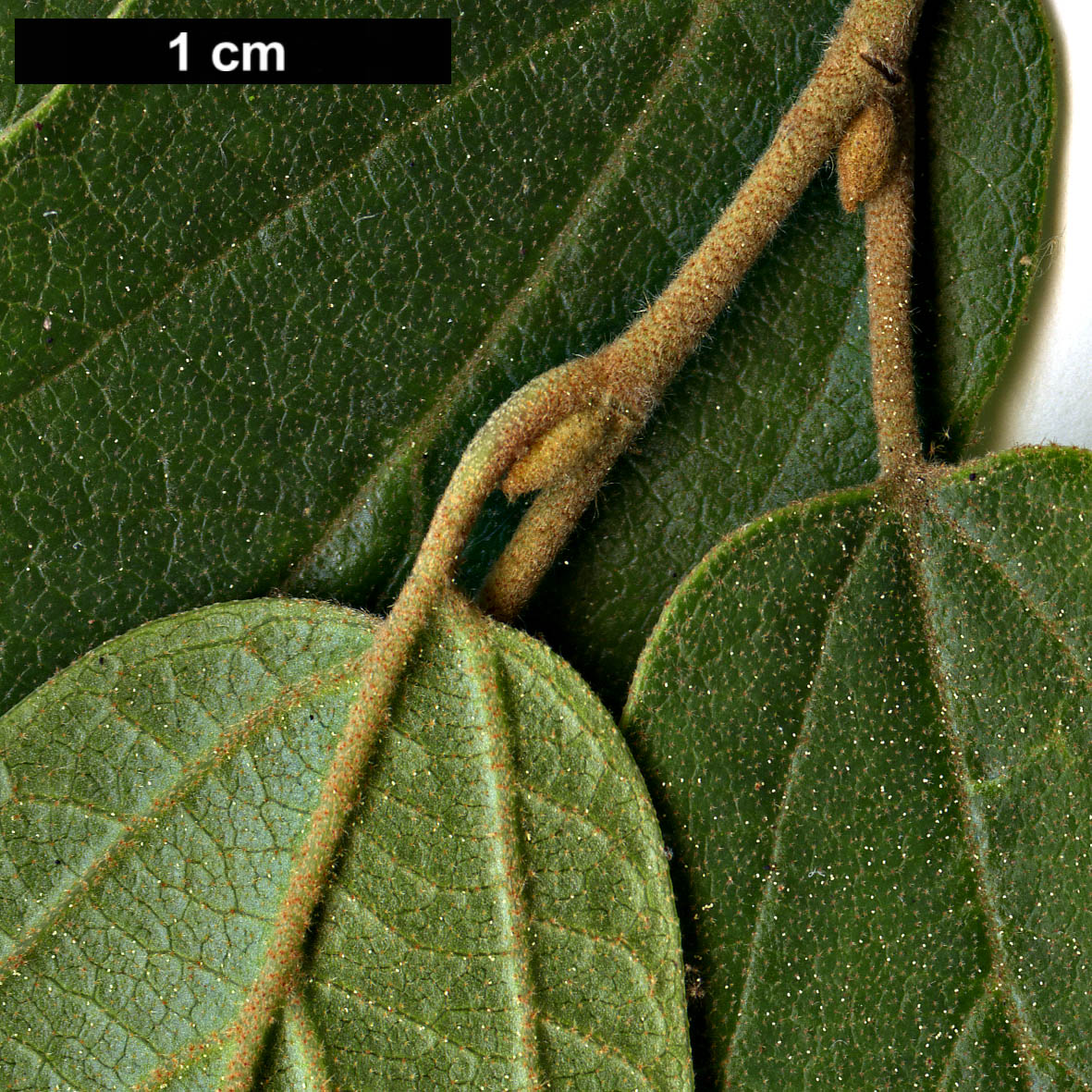 High resolution image: Family: Hamamelidaceae - Genus: Fothergilla - Taxon: gardenii