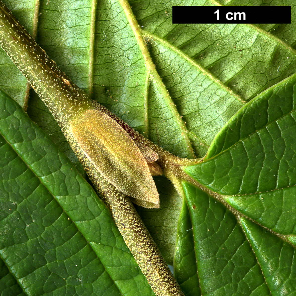 High resolution image: Family: Hamamelidaceae - Genus: Hamamelis - Taxon: japonica