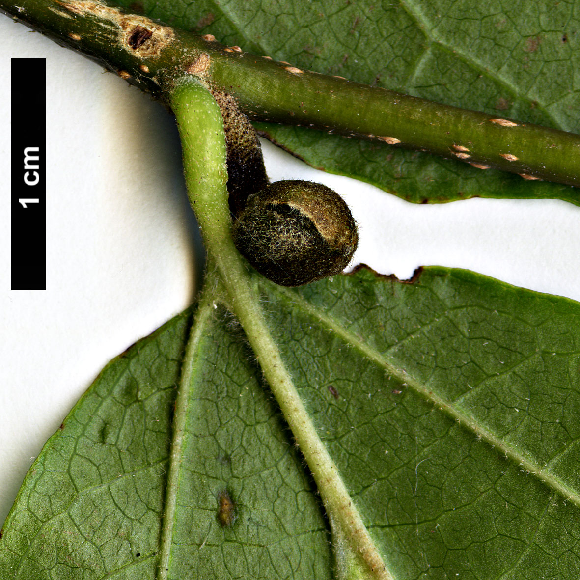 High resolution image: Family: Hamamelidaceae - Genus: Parrotia - Taxon: persica
