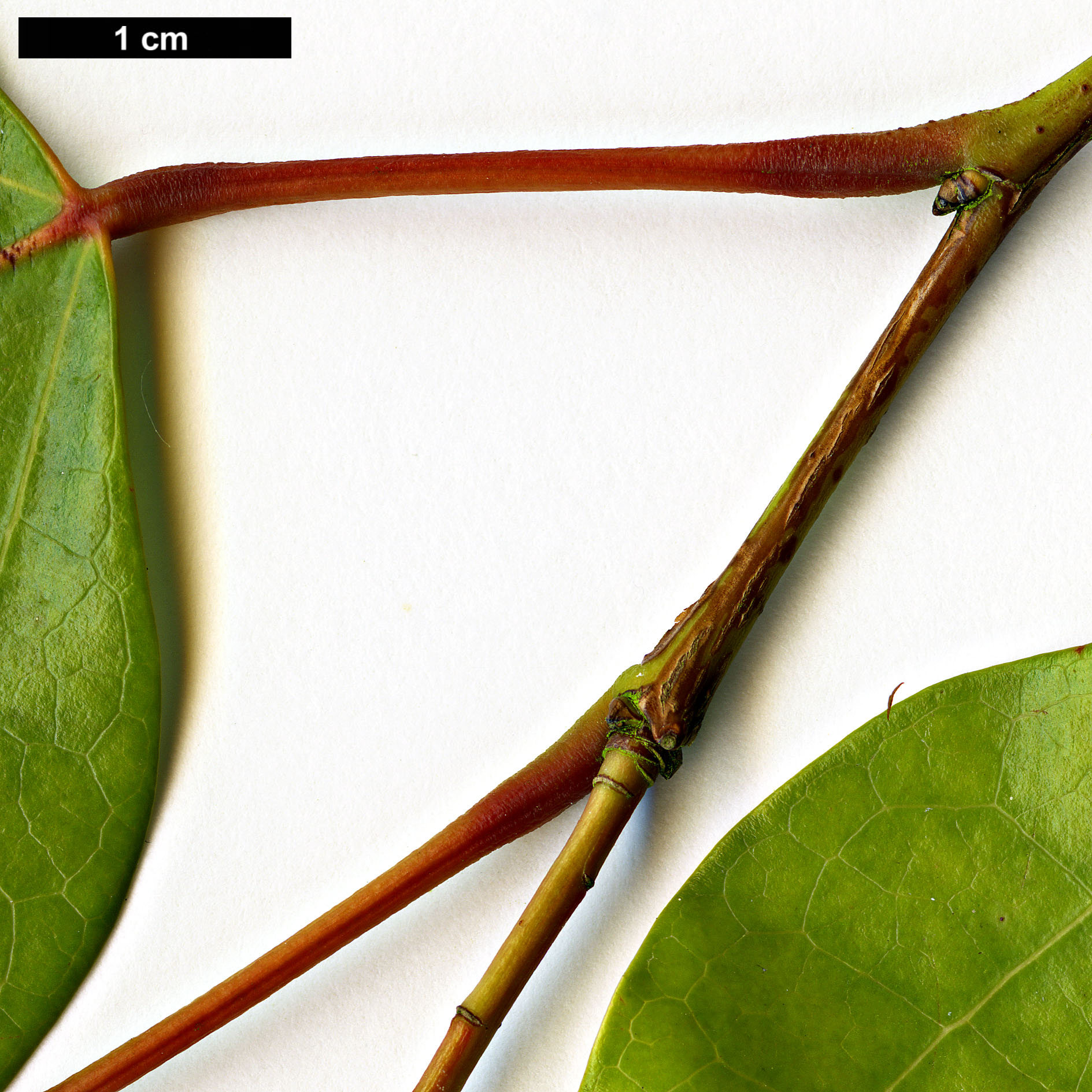 High resolution image: Family: Hamamelidaceae - Genus: Uocodendron - Taxon: whartonii