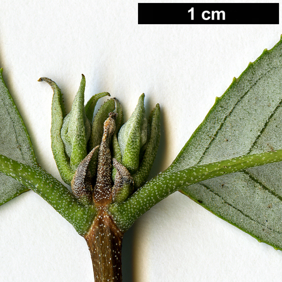 High resolution image: Family: Hydrangeaceae - Genus: Deutzia - Taxon: multiradiata