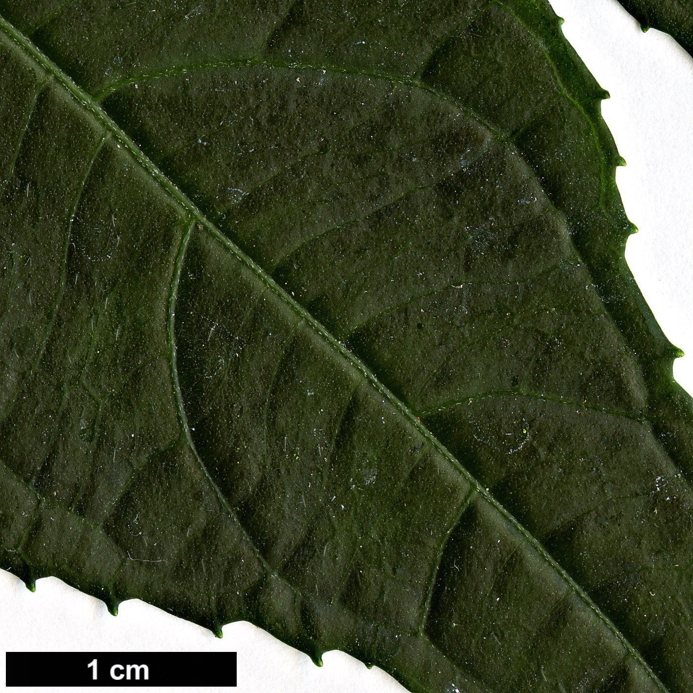 High resolution image: Family: Hydrangeaceae - Genus: Dichroa - Taxon: hirsuta