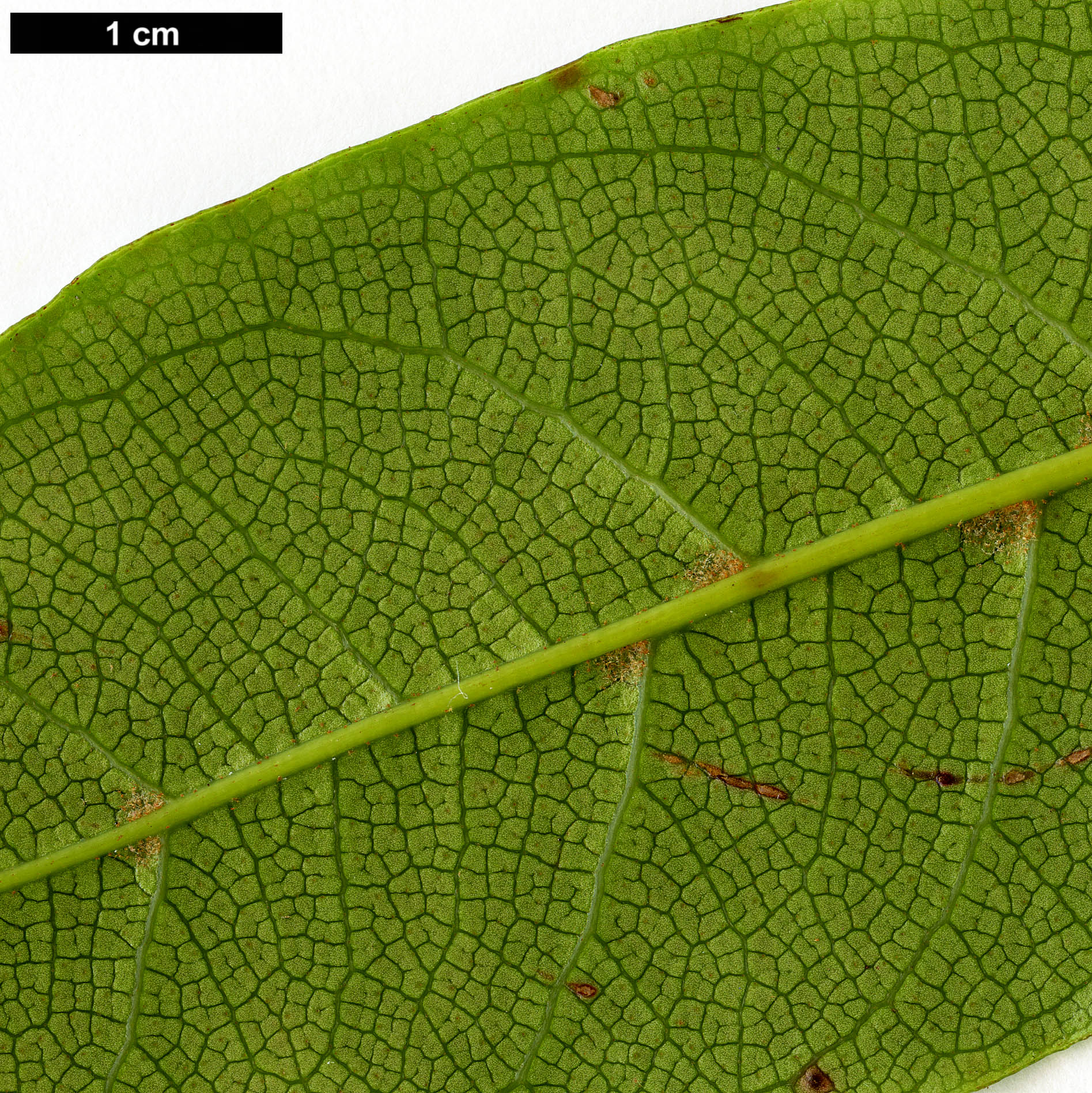 High resolution image: Family: Hydrangeaceae - Genus: Hydrangea - Taxon: glandulosa