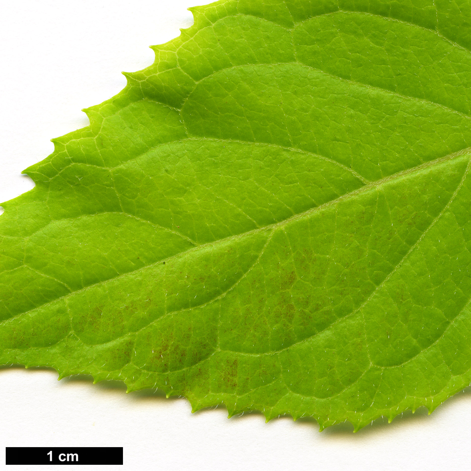 High resolution image: Family: Hydrangeaceae - Genus: Hydrangea - Taxon: hirta