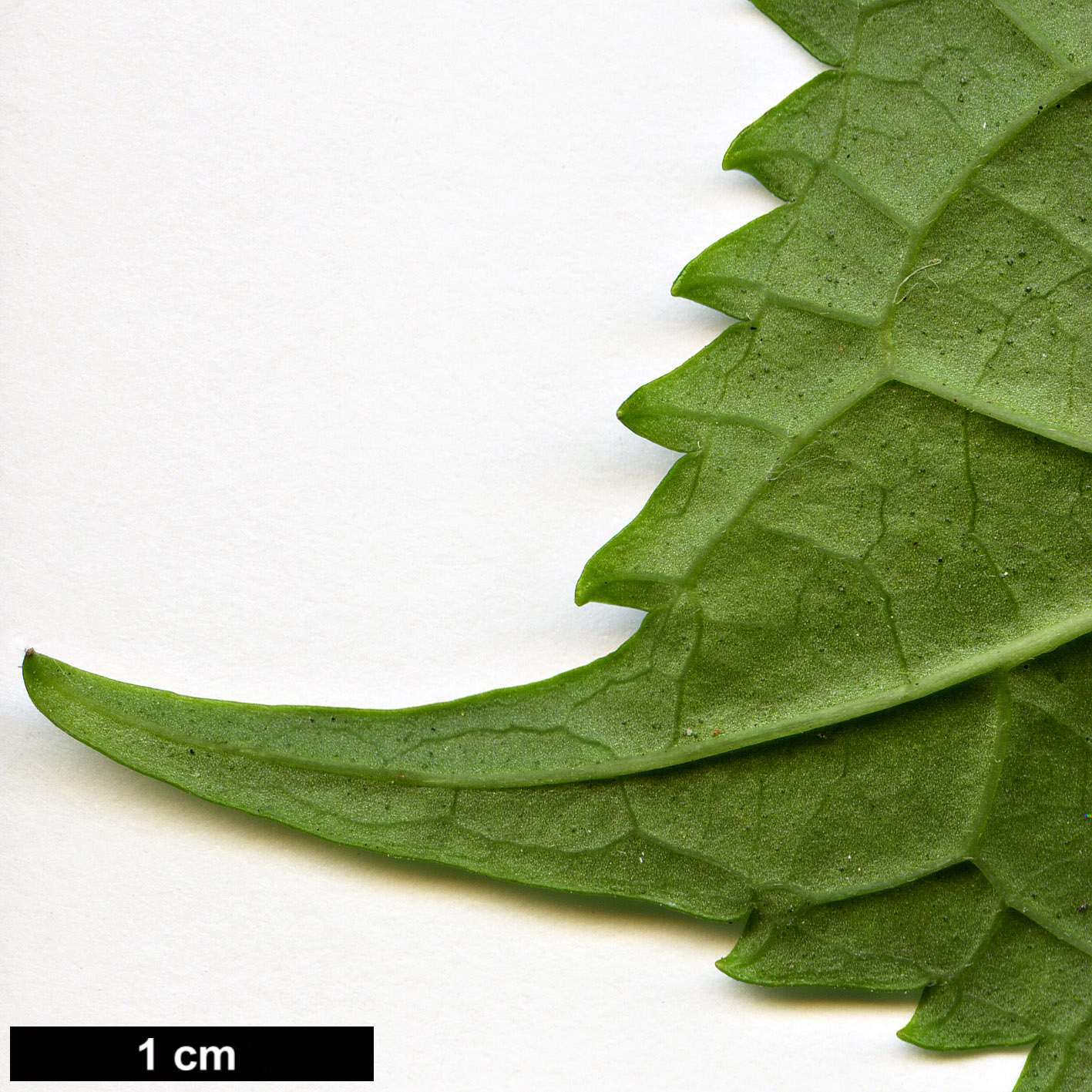 High resolution image: Family: Hydrangeaceae - Genus: Hydrangea - Taxon: macrophylla