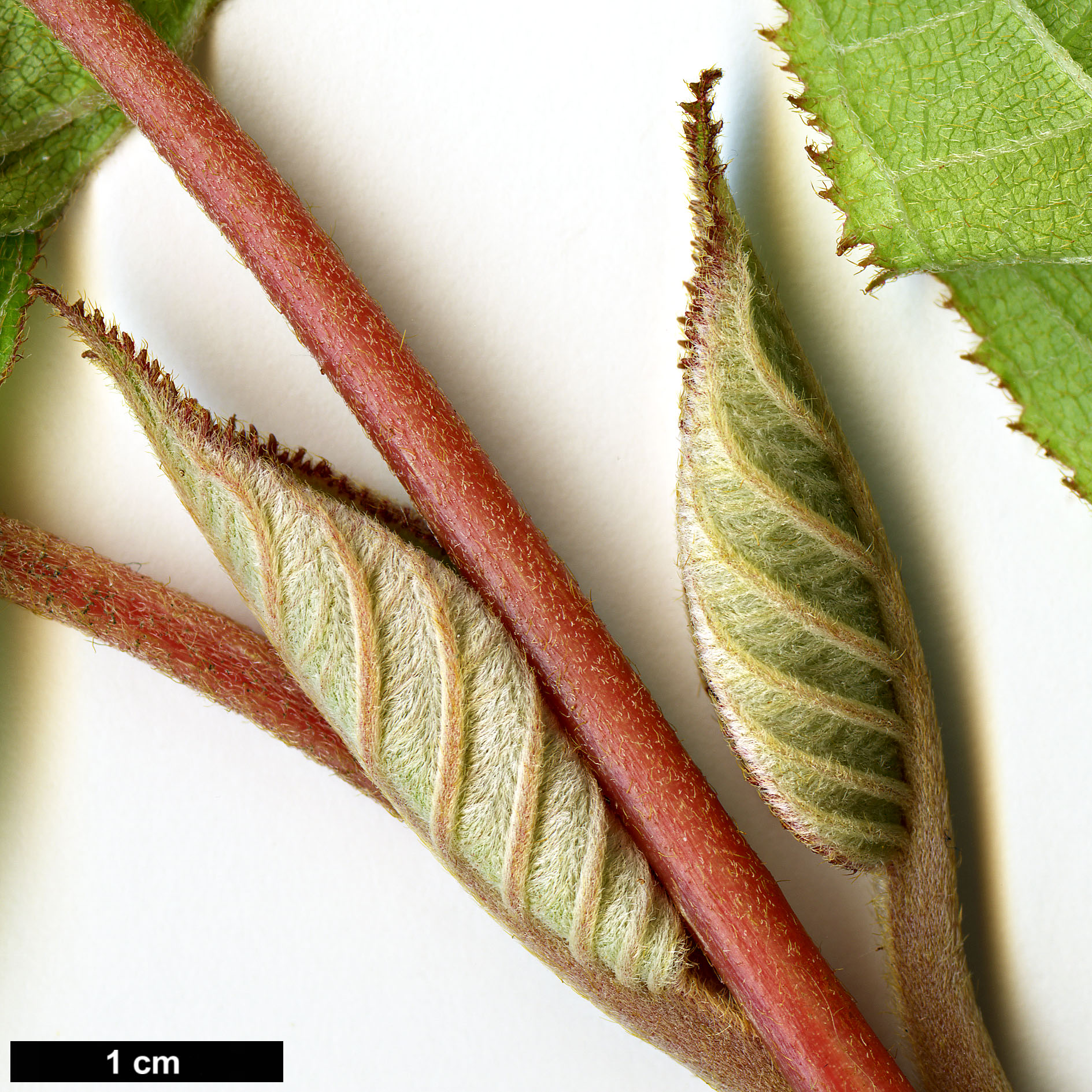 High resolution image: Family: Hydrangeaceae - Genus: Hydrangea - Taxon: robusta