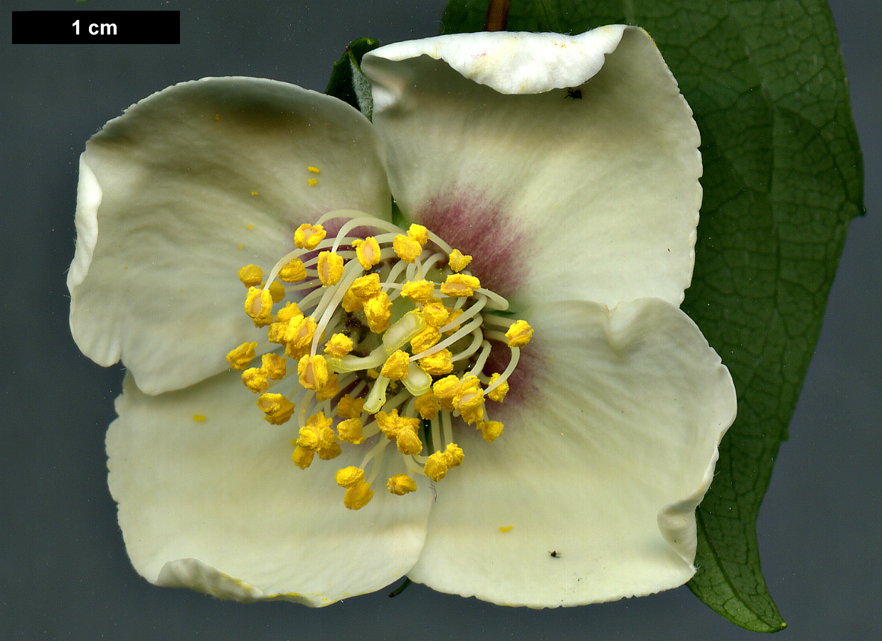 High resolution image: Family: Hydrangeaceae - Genus: Philadelphus - Taxon: mexicanus