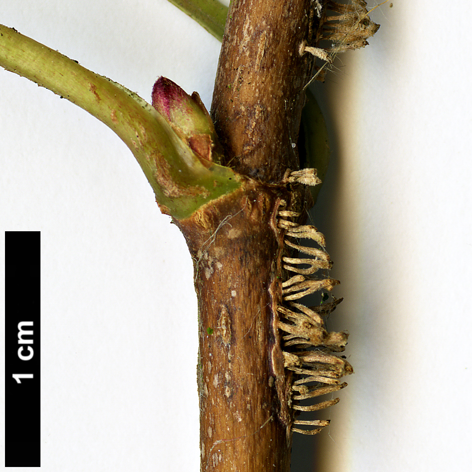 High resolution image: Family: Hydrangeaceae - Genus: Schizophragma - Taxon: hydrangeoides
