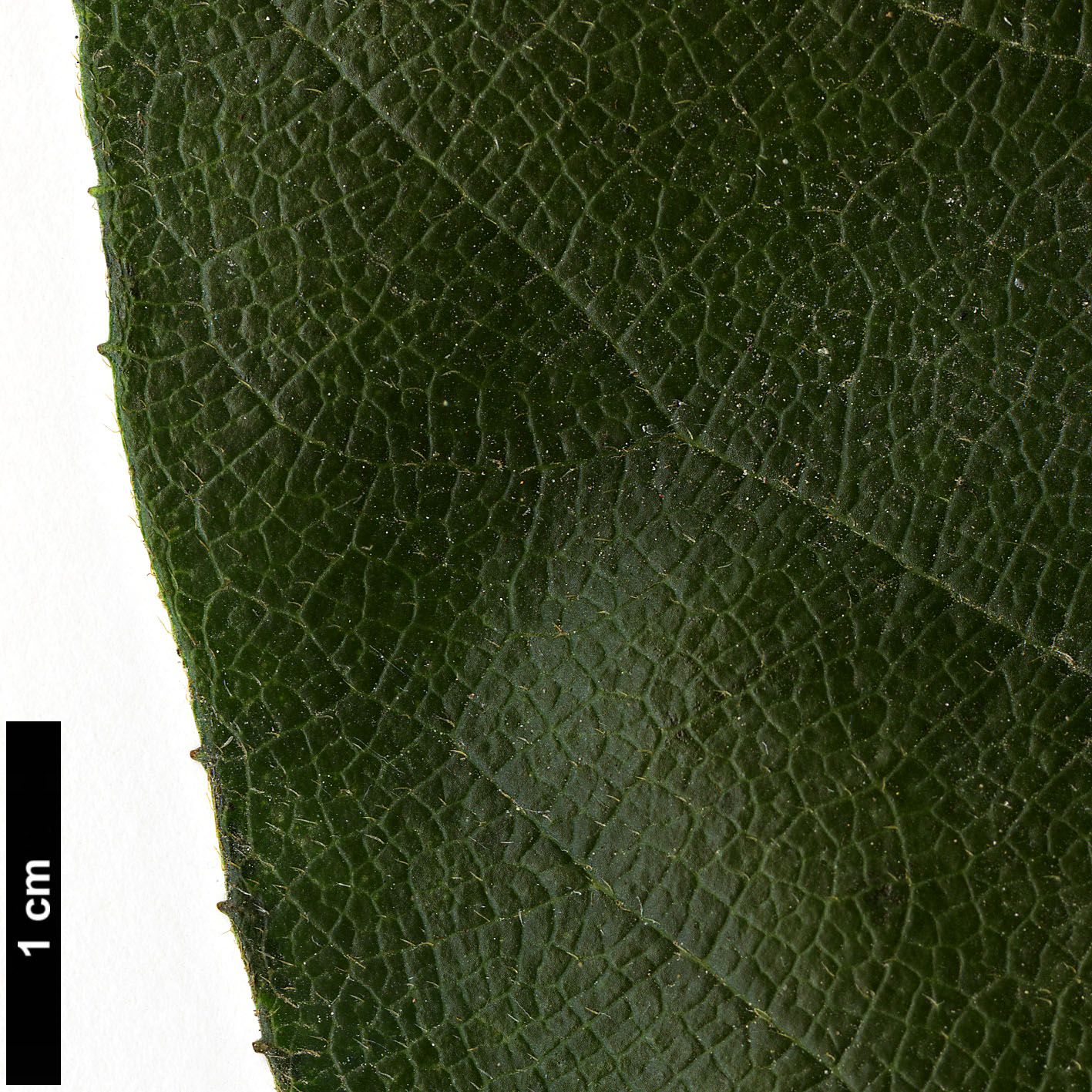 High resolution image: Family: Hydrangeaceae - Genus: Schizophragma - Taxon: integrifolium