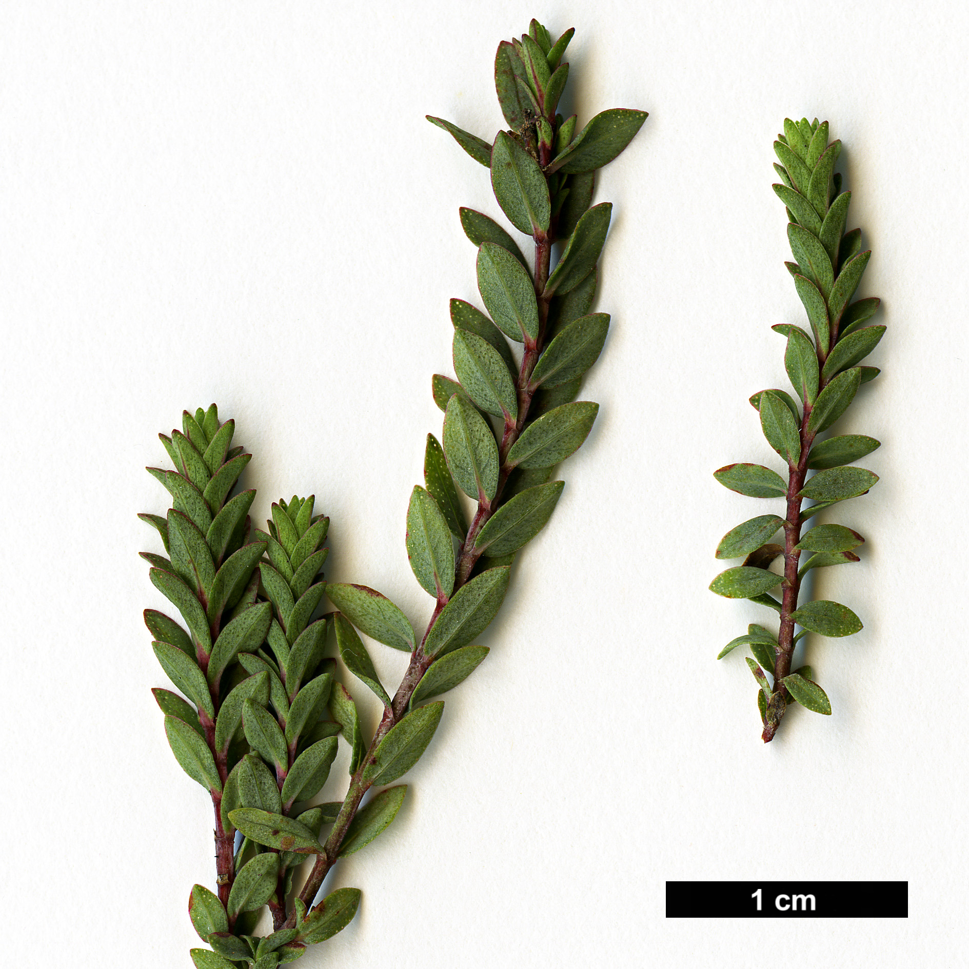 High resolution image: Family: Hypericaceae - Genus: Hypericum - Taxon: olympicum