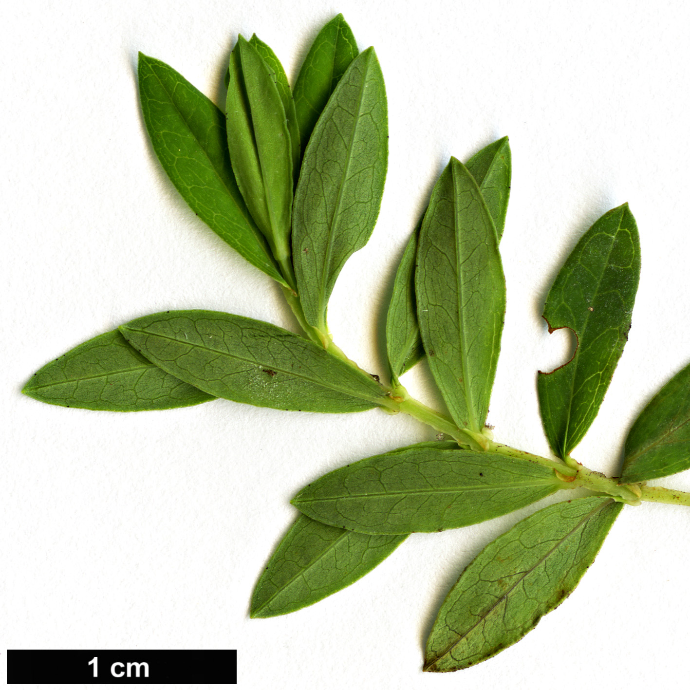 High resolution image: Family: Hypericaceae - Genus: Hypericum - Taxon: revolutum