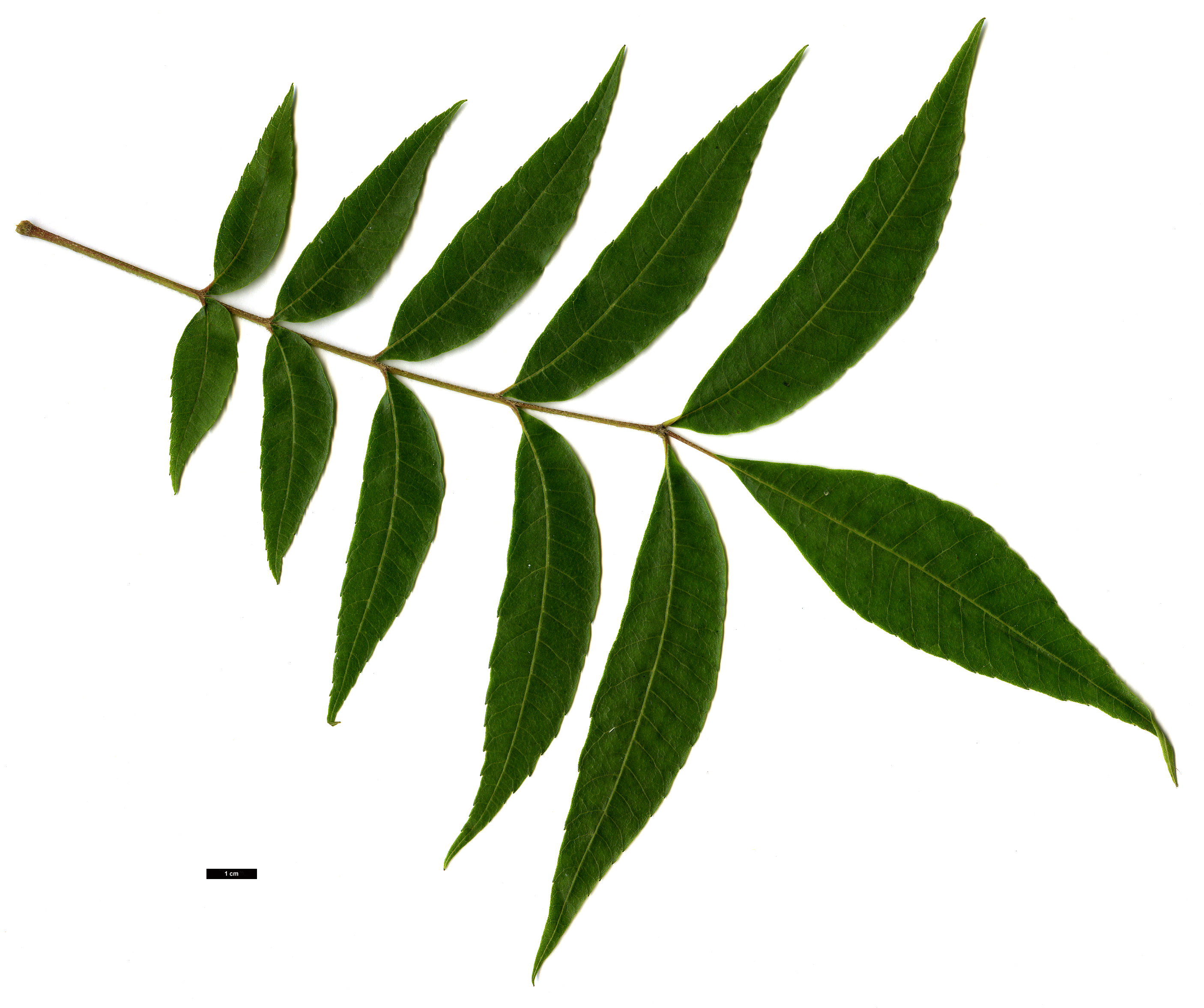 High resolution image: Family: Juglandaceae - Genus: Carya - Taxon: aquatica