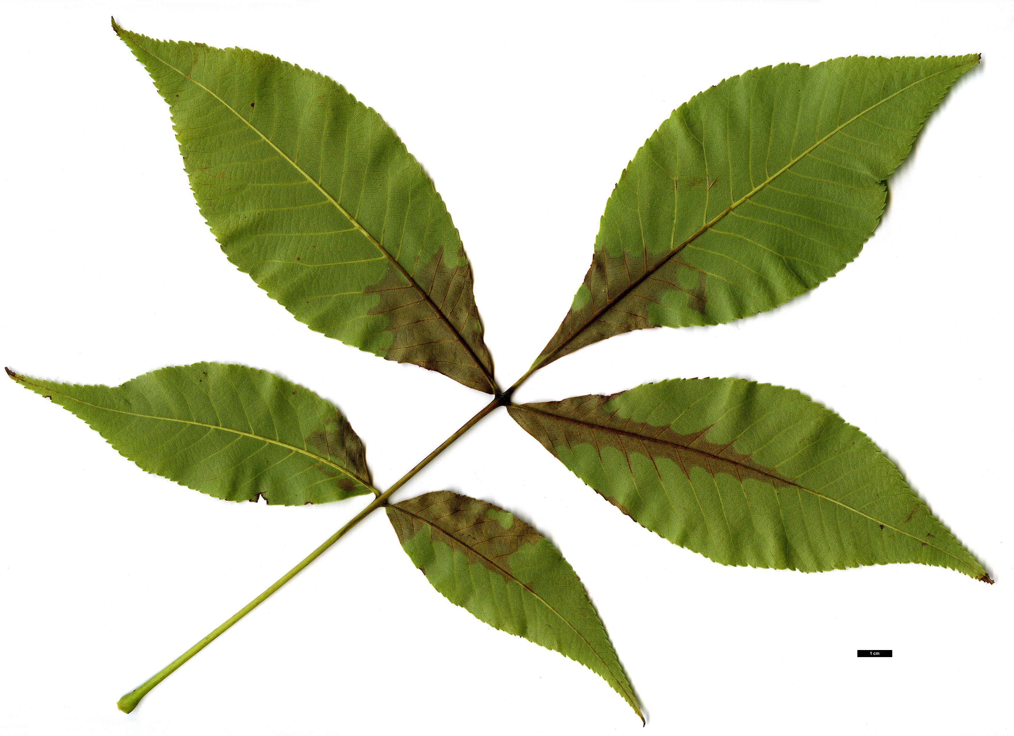 High resolution image: Family: Juglandaceae - Genus: Carya - Taxon: glabra