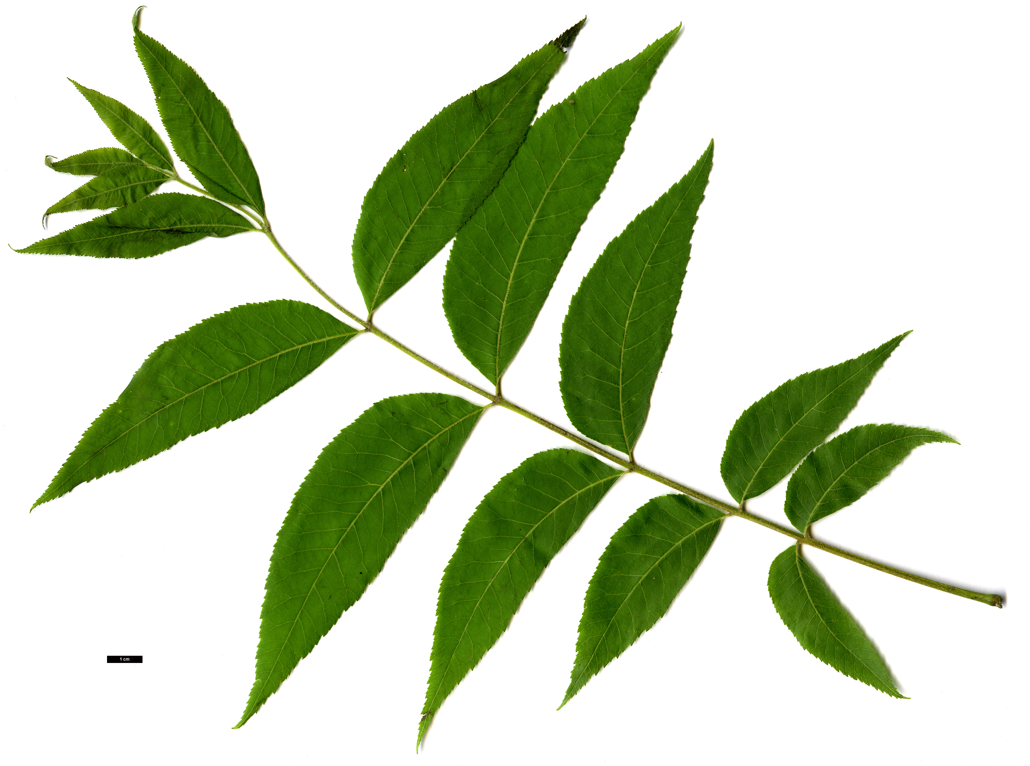 High resolution image: Family: Juglandaceae - Genus: Carya - Taxon: illinoinensis