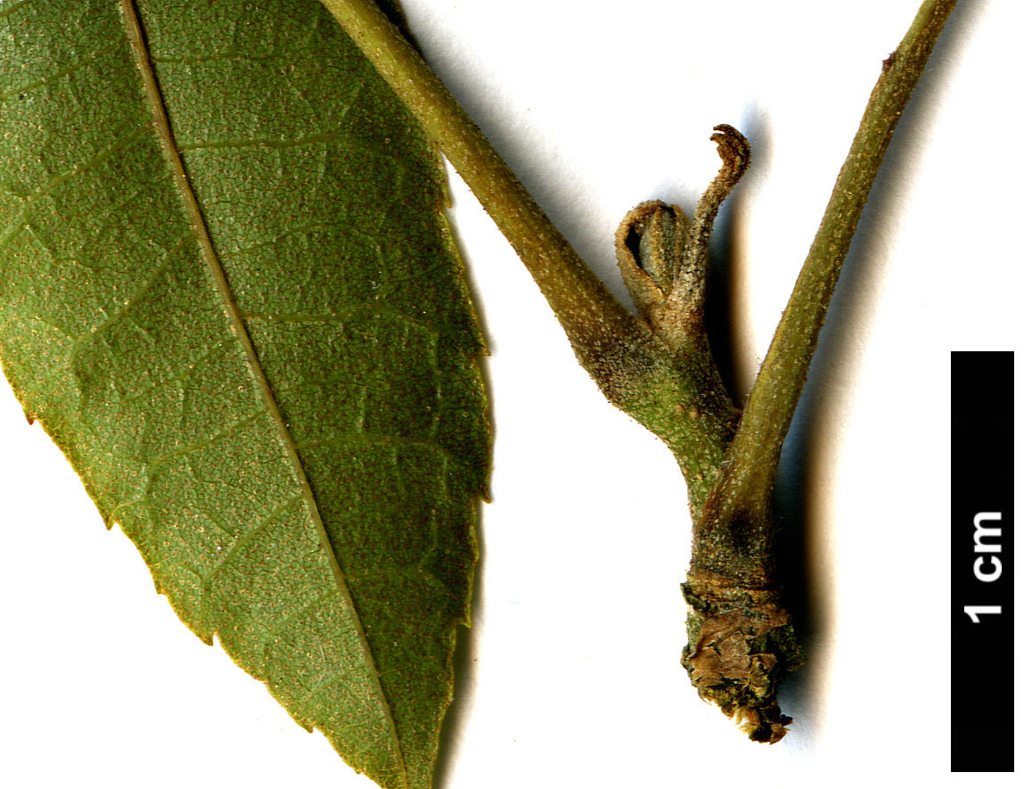 High resolution image: Family: Juglandaceae - Genus: Carya - Taxon: myristiciformis