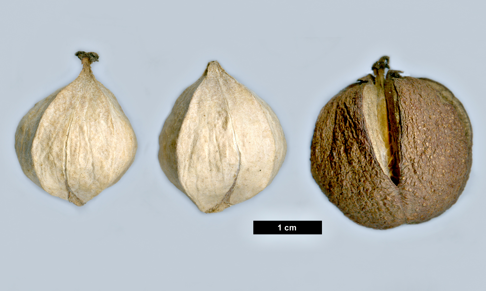 High resolution image: Family: Juglandaceae - Genus: Carya - Taxon: ovata