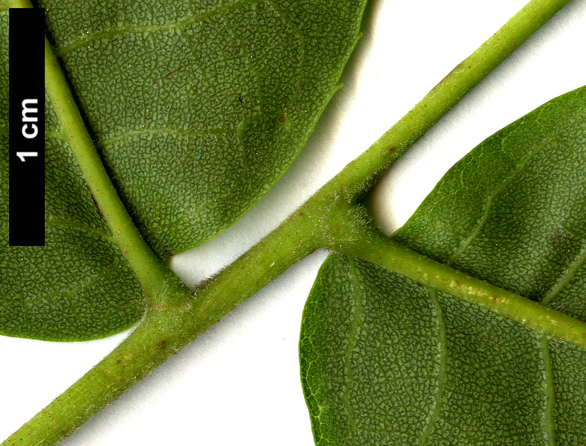 High resolution image: Family: Juglandaceae - Genus: Cyclocarya - Taxon: paliurus