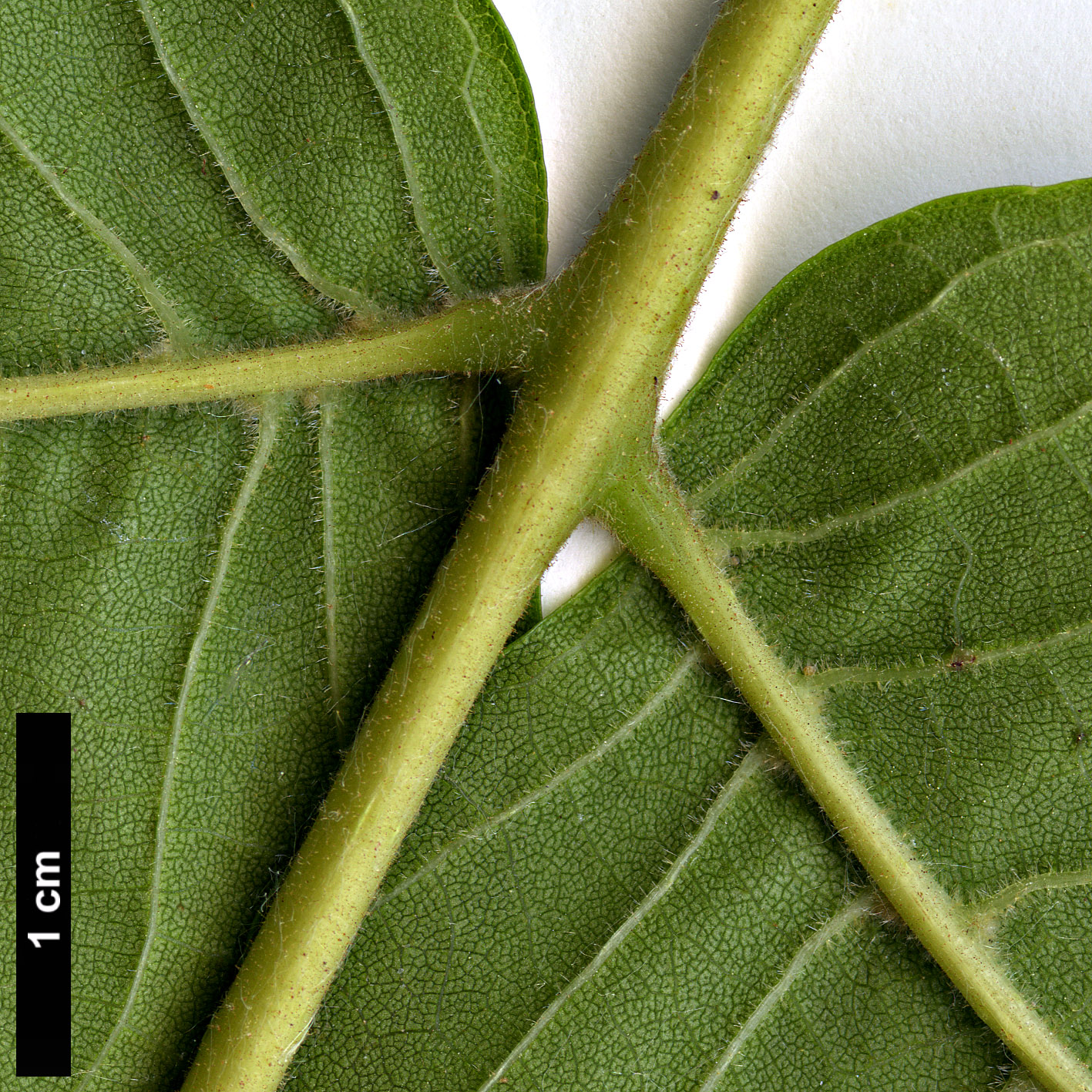 High resolution image: Family: Juglandaceae - Genus: Juglans - Taxon: australis