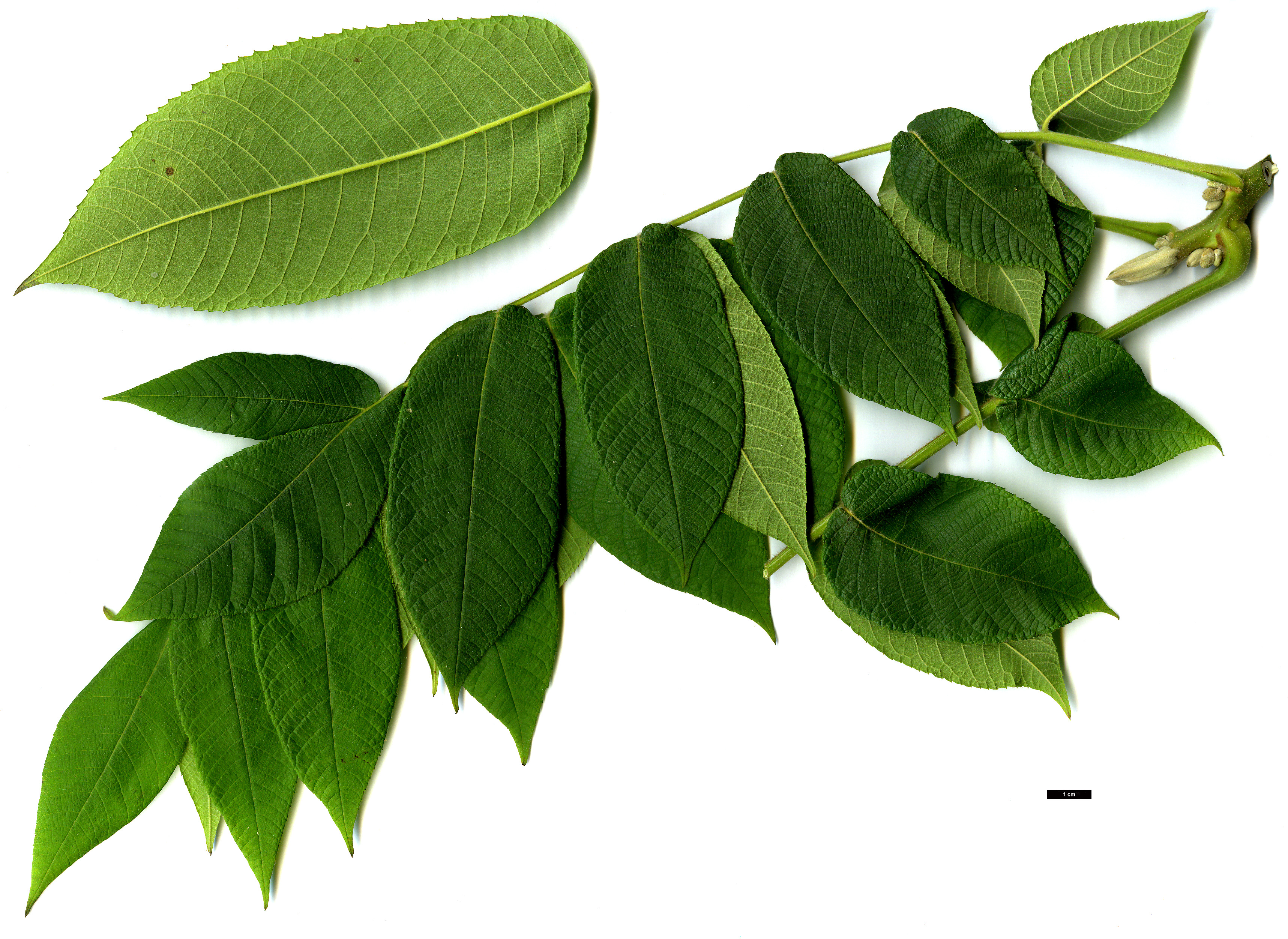 High resolution image: Family: Juglandaceae - Genus: Juglans - Taxon: cinerea