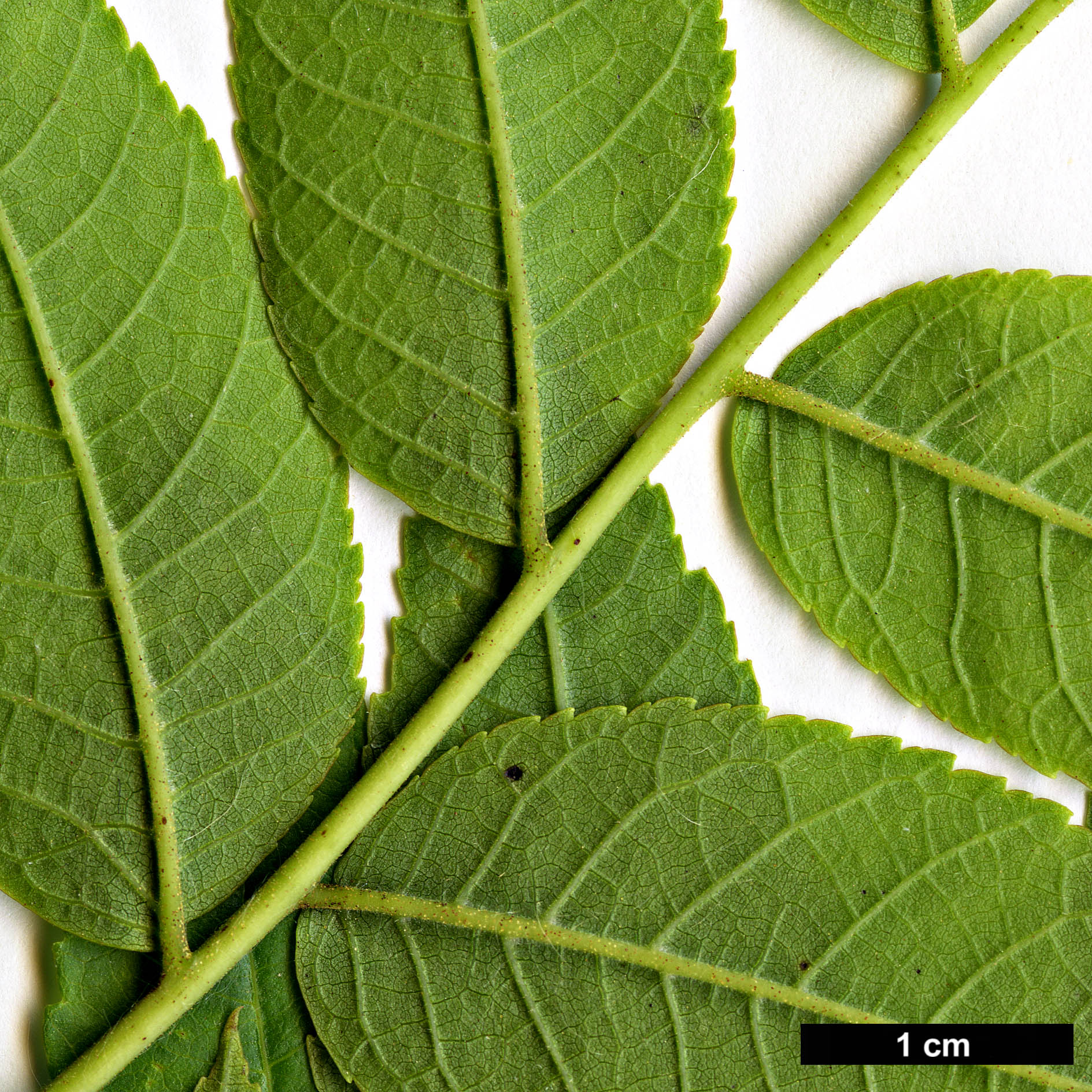 High resolution image: Family: Juglandaceae - Genus: Juglans - Taxon: hindsii