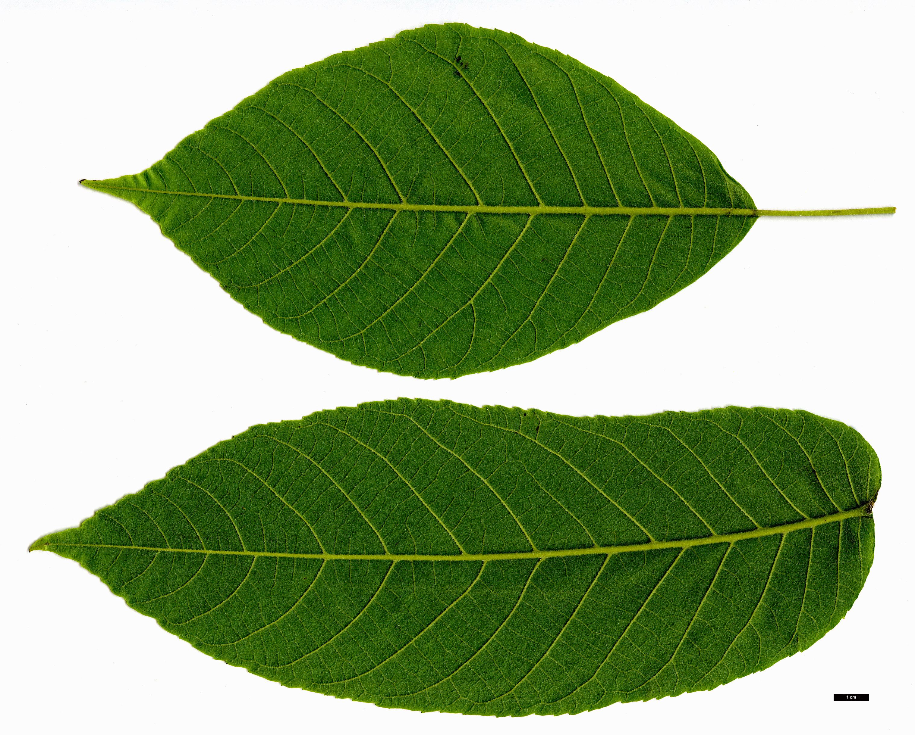 High resolution image: Family: Juglandaceae - Genus: Juglans - Taxon: mandshurica