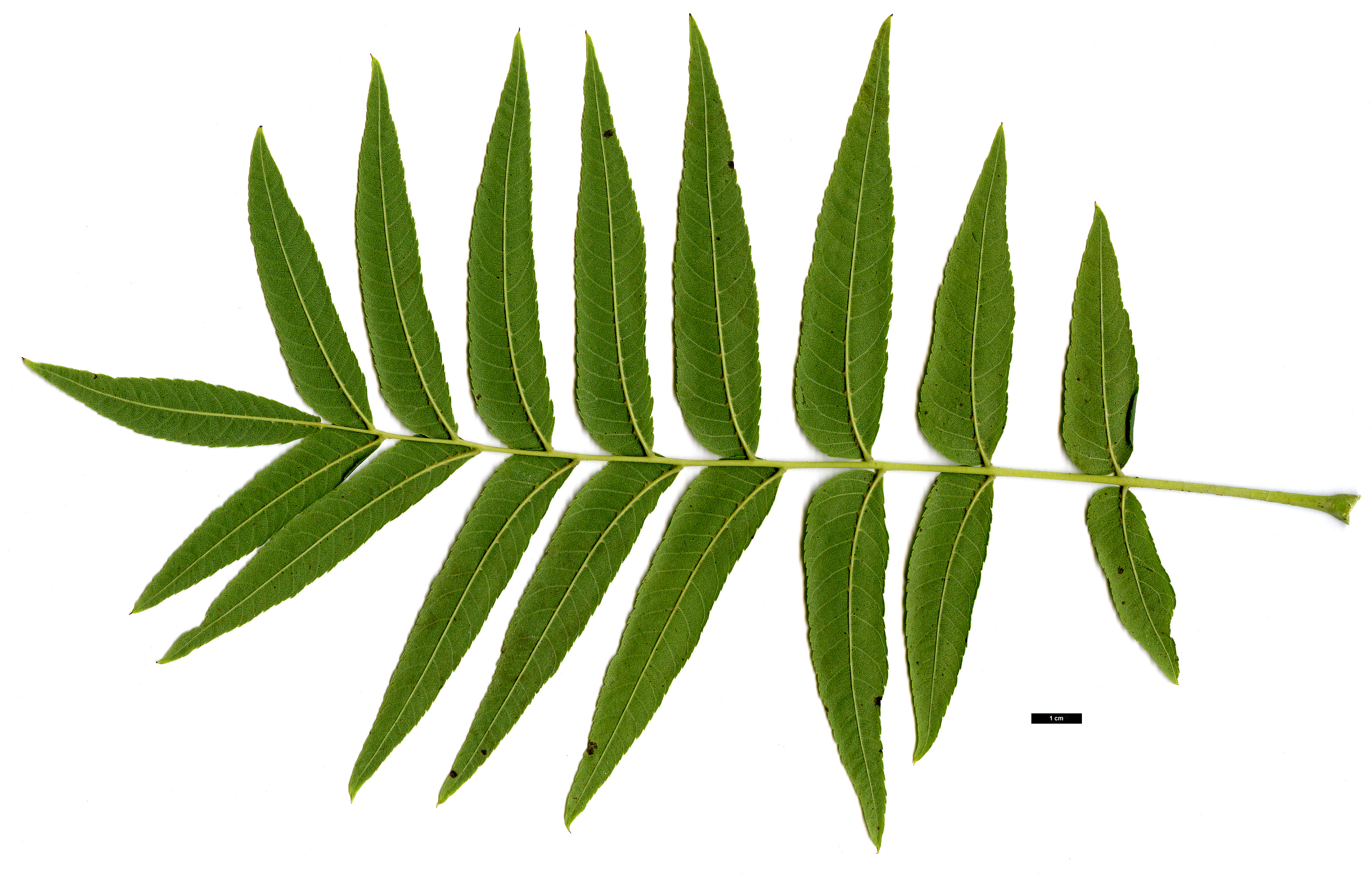 High resolution image: Family: Juglandaceae - Genus: Juglans - Taxon: microcarpa