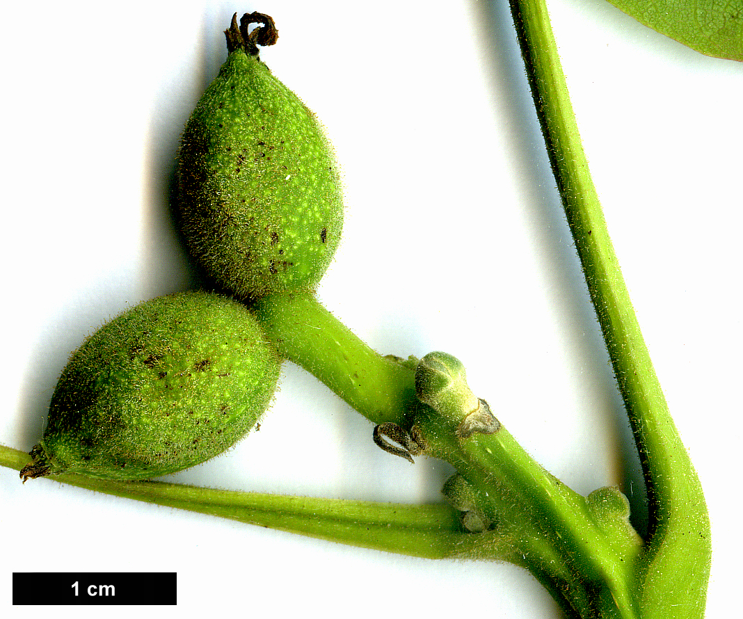 High resolution image: Family: Juglandaceae - Genus: Juglans - Taxon: regia