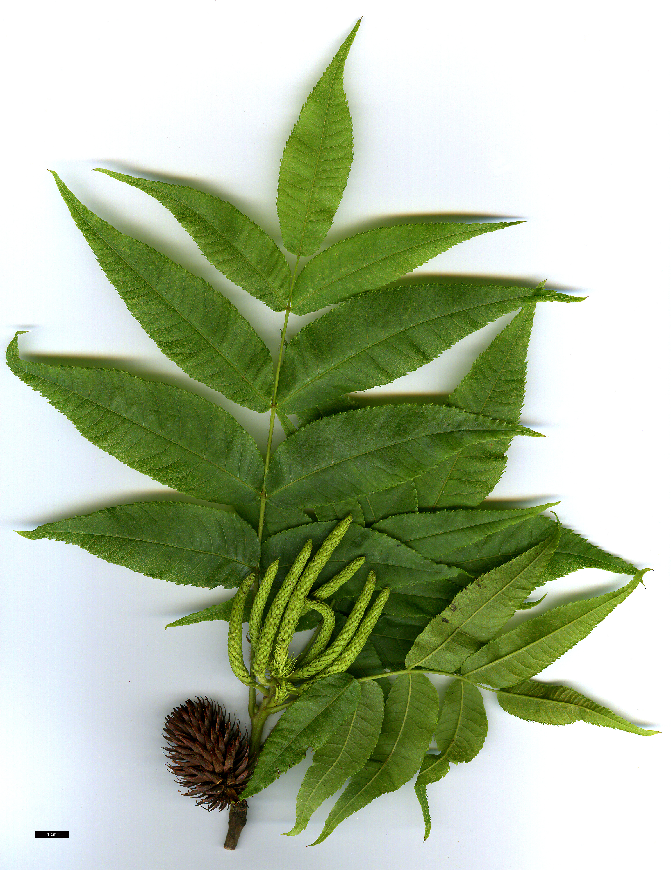 High resolution image: Family: Juglandaceae - Genus: Platycarya - Taxon: strobilacea