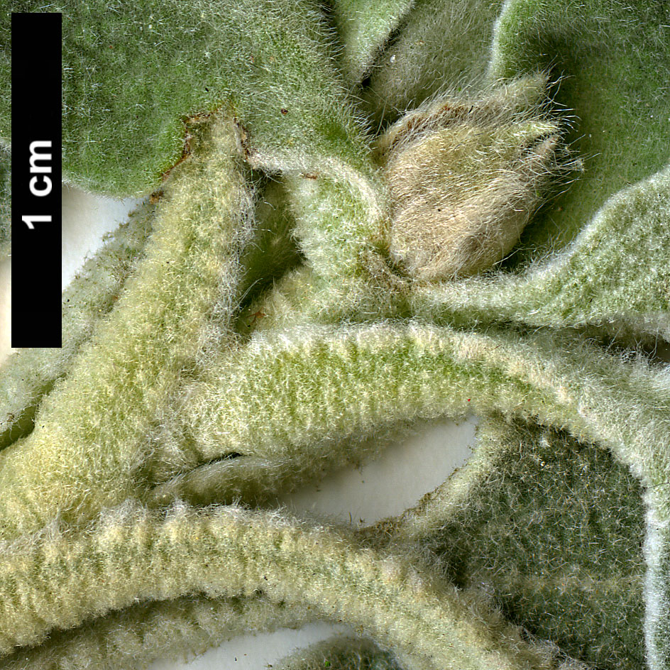 High resolution image: Family: Lamiaceae - Genus: Phlomis - Taxon: fruticosa