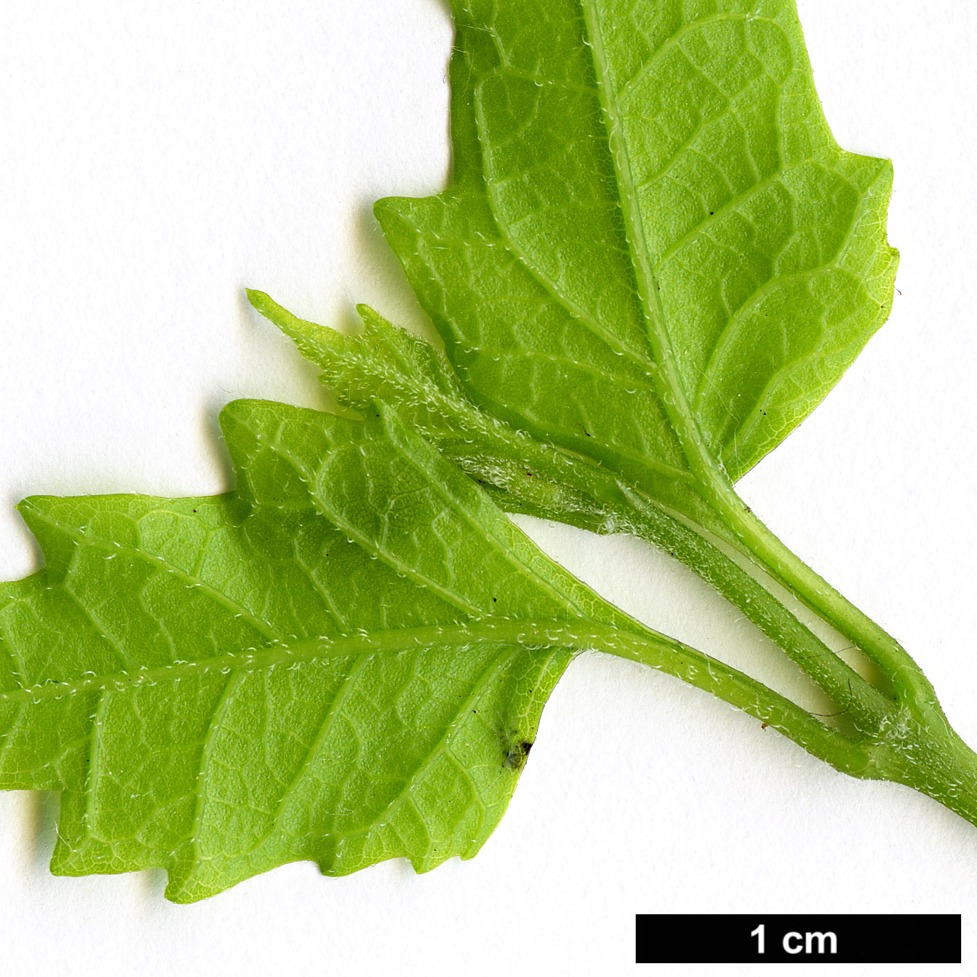 High resolution image: Family: Lamiaceae - Genus: Premna - Taxon: microphylla