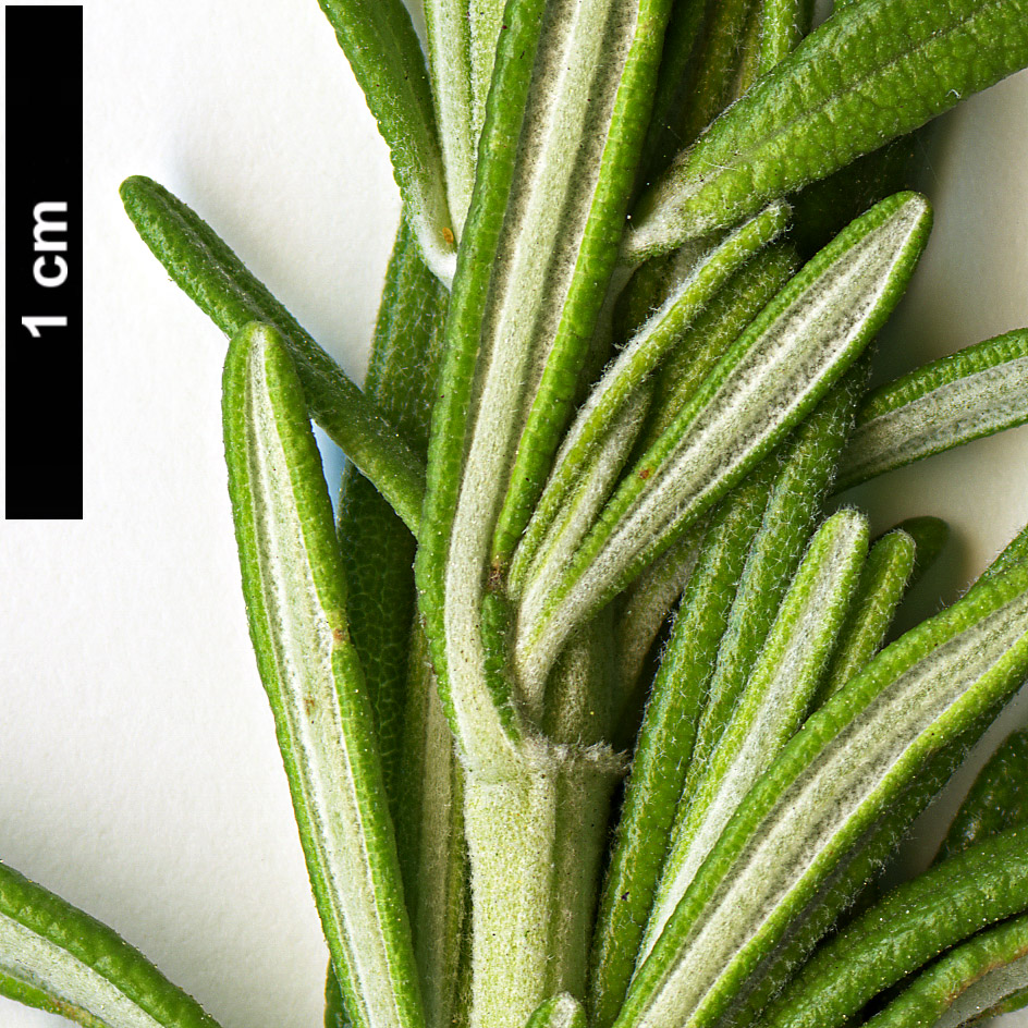 High resolution image: Family: Lamiaceae - Genus: Rosmarinus - Taxon: officinalis