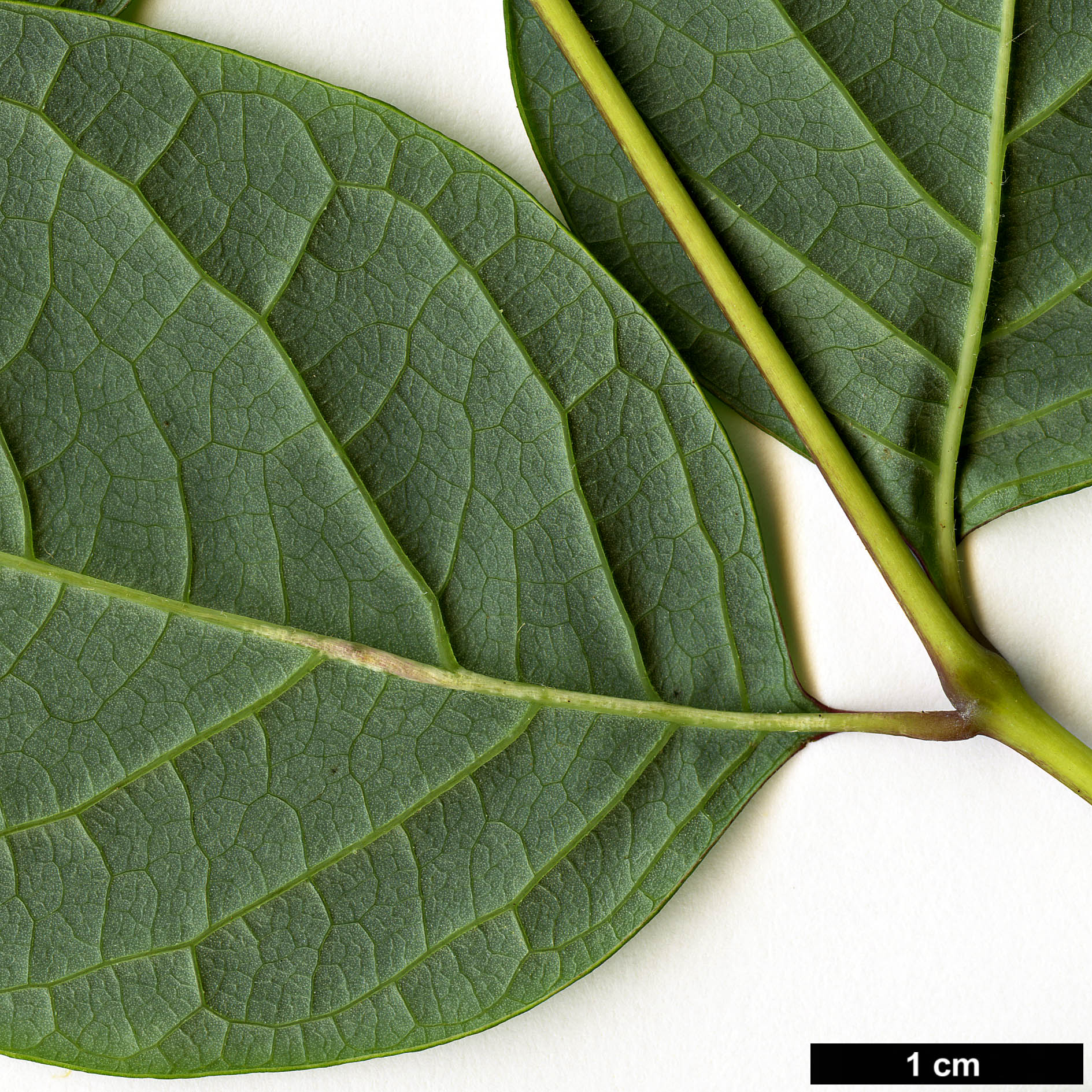 High resolution image: Family: Lardizabalaceae - Genus: Decaisnea - Taxon: insignis