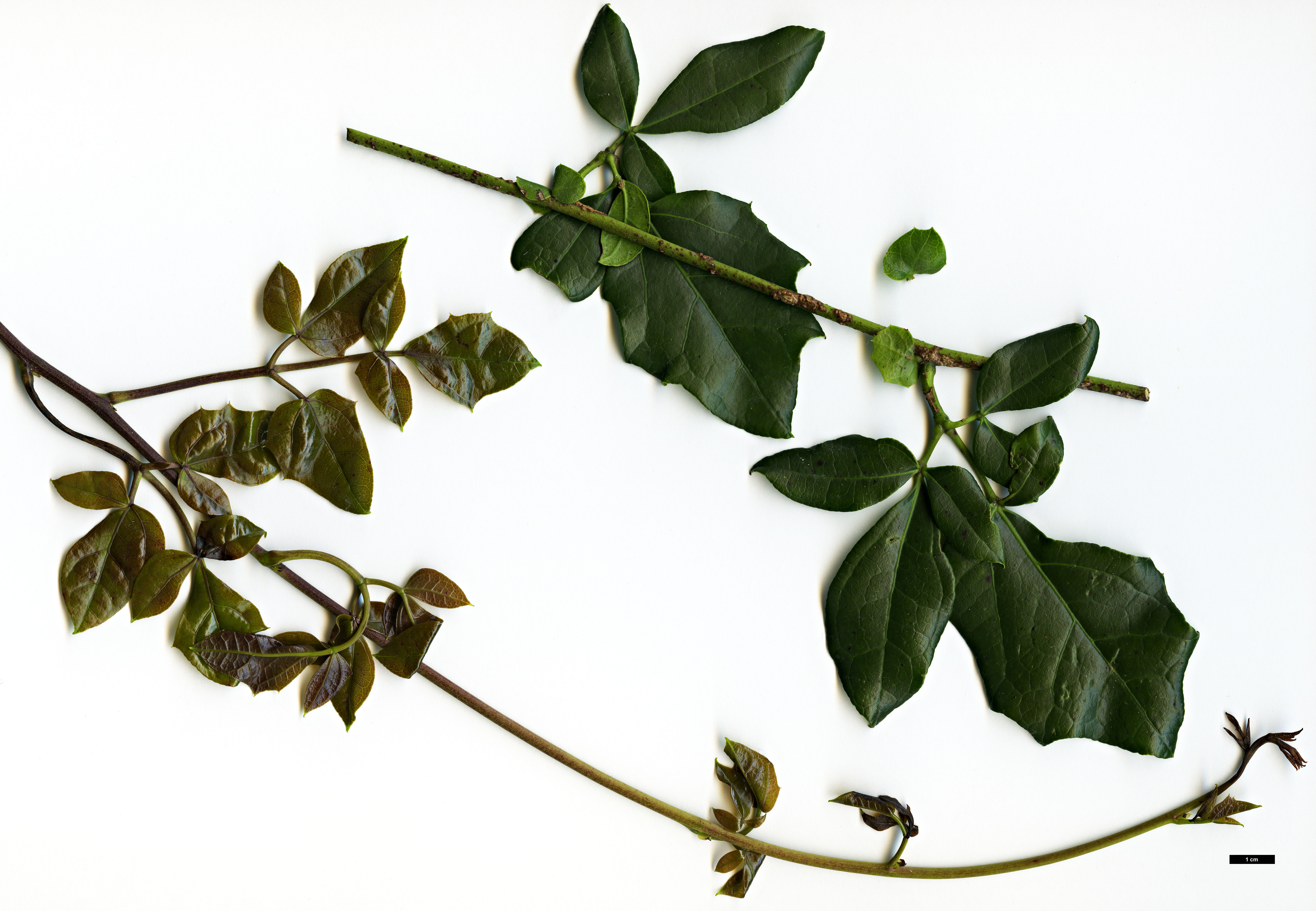 High resolution image: Family: Lardizabalaceae - Genus: Lardizabala - Taxon: funaria