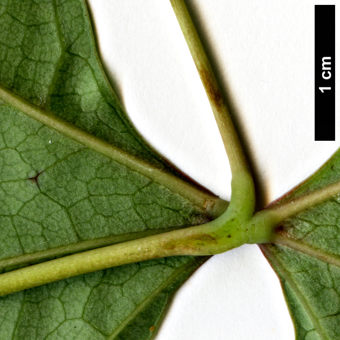 High resolution image: Family: Lardizabalaceae - Genus: Sargentodoxa - Taxon: cuneata