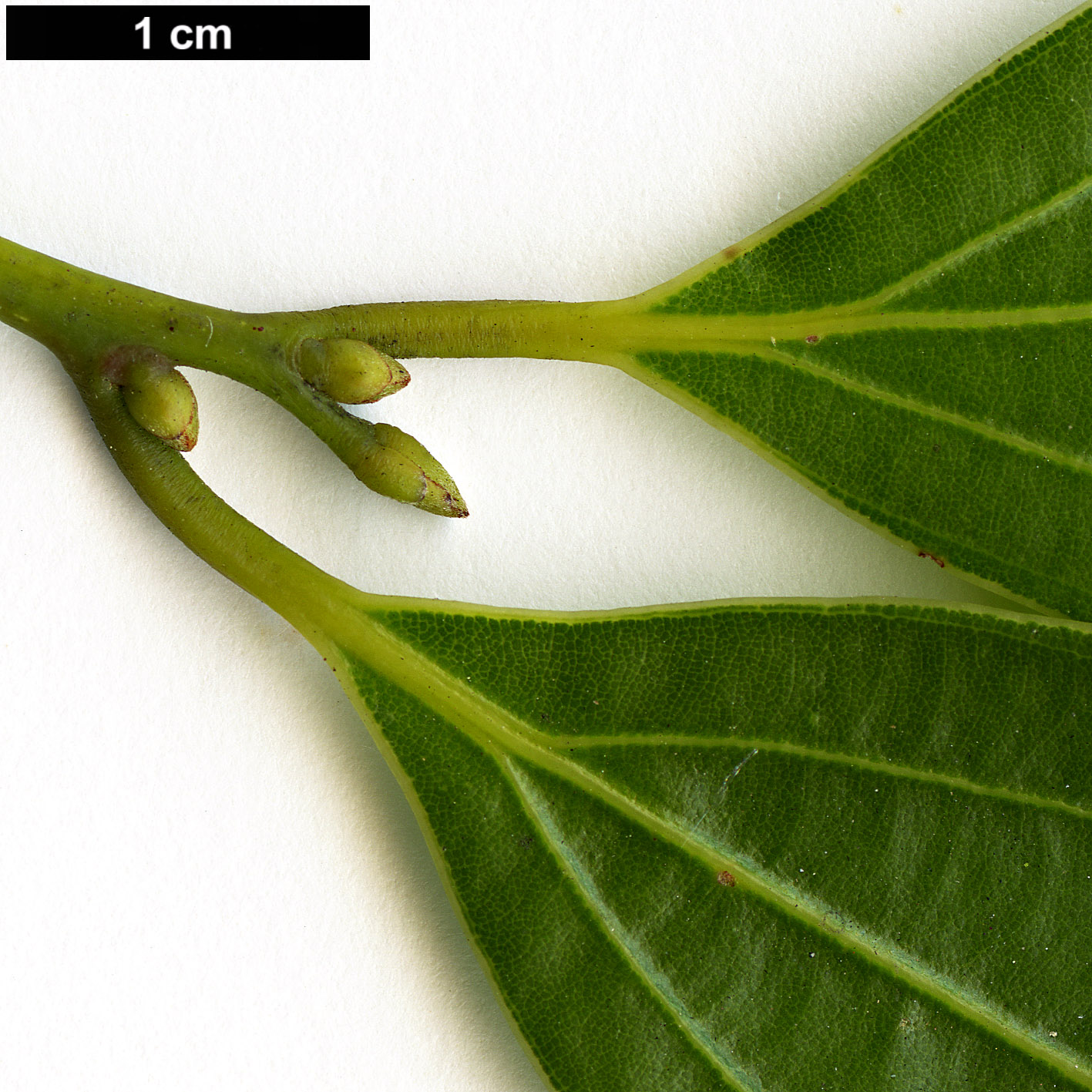 High resolution image: Family: Lauraceae - Genus: Cinnamomum - Taxon: japonicum