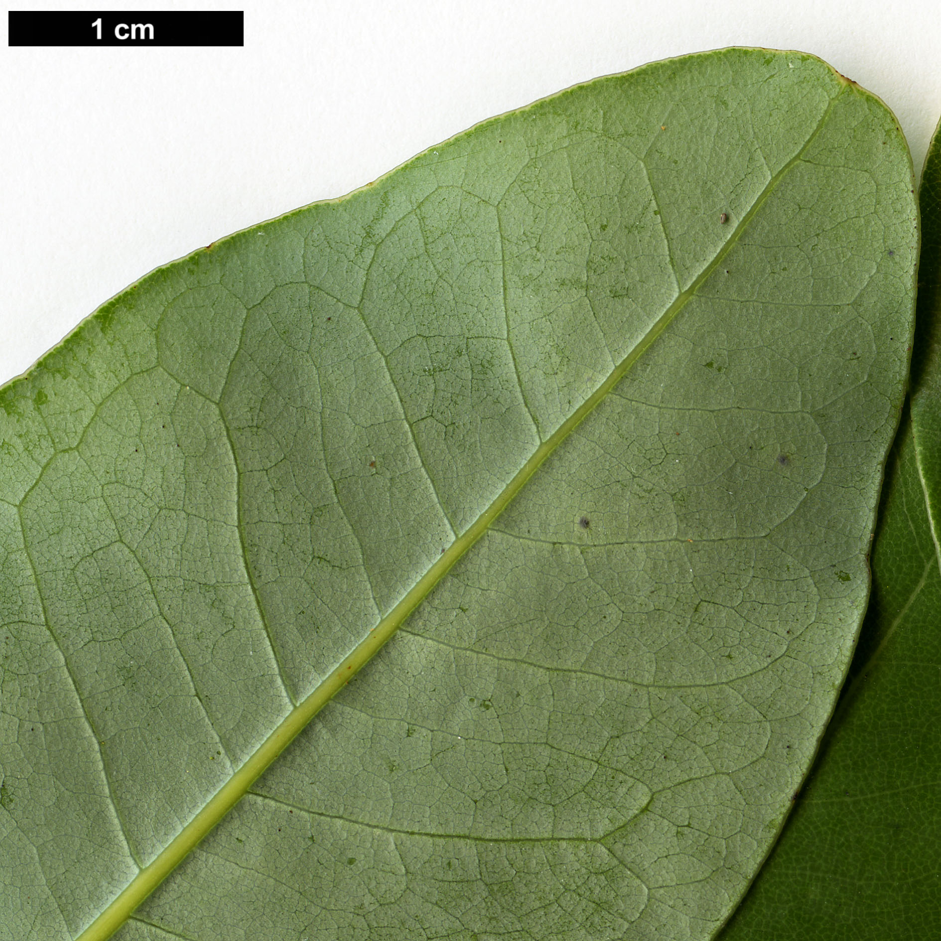 High resolution image: Family: Lauraceae - Genus: Cryptocarya - Taxon: alba