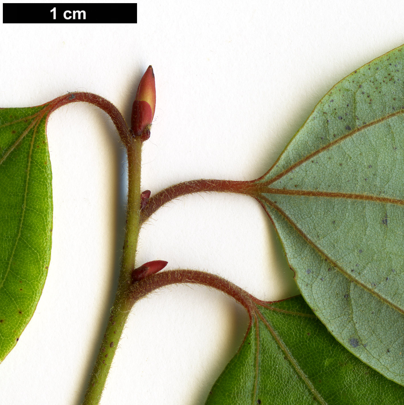 High resolution image: Family: Lauraceae - Genus: Lindera - Taxon: aggregata