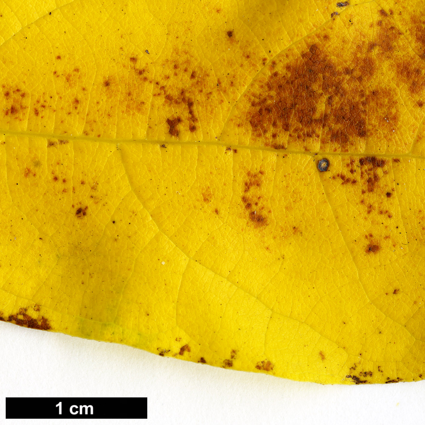 High resolution image: Family: Lauraceae - Genus: Lindera - Taxon: benzoin