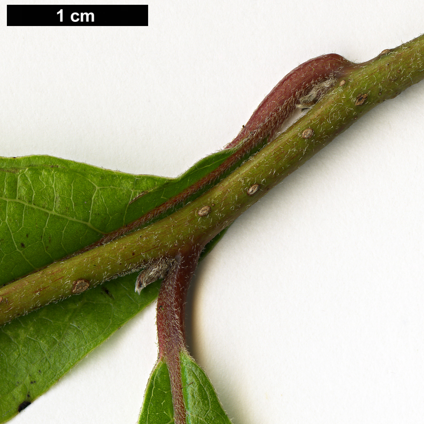 High resolution image: Family: Lauraceae - Genus: Lindera - Taxon: chienii