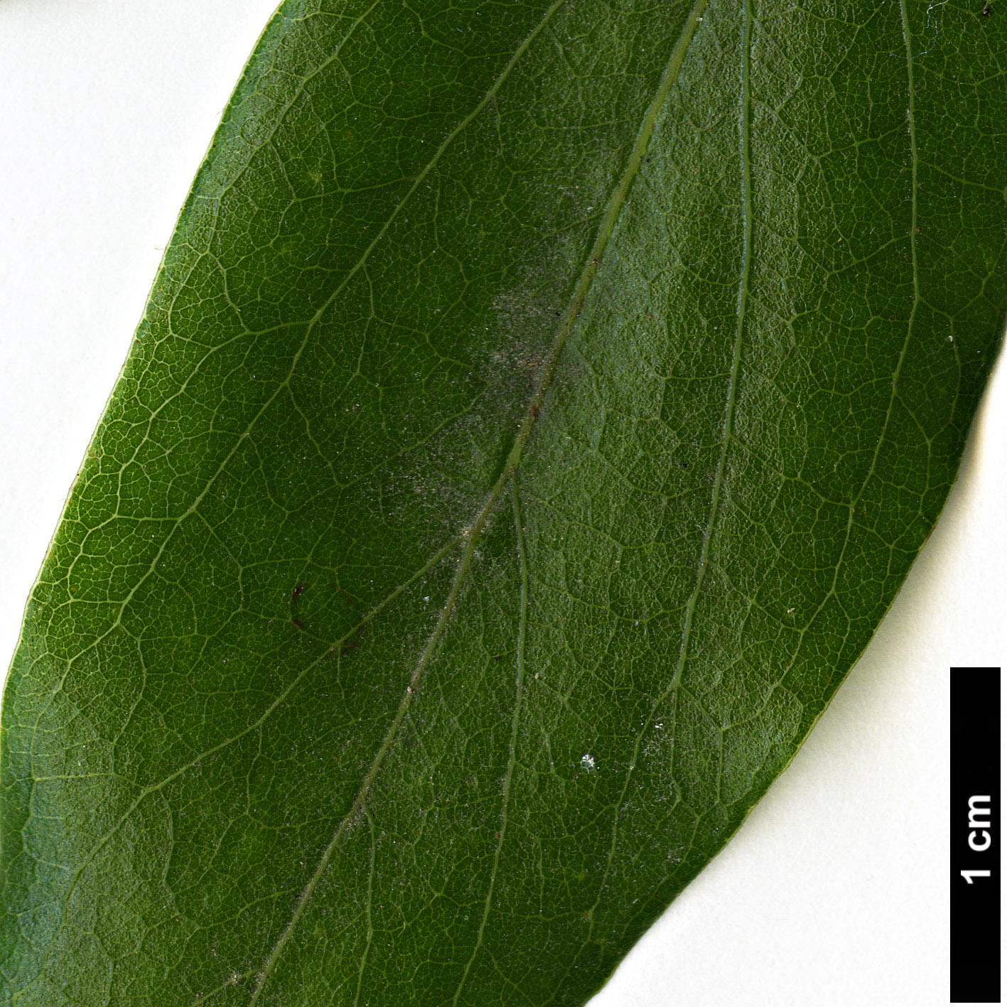 High resolution image: Family: Lauraceae - Genus: Lindera - Taxon: glauca