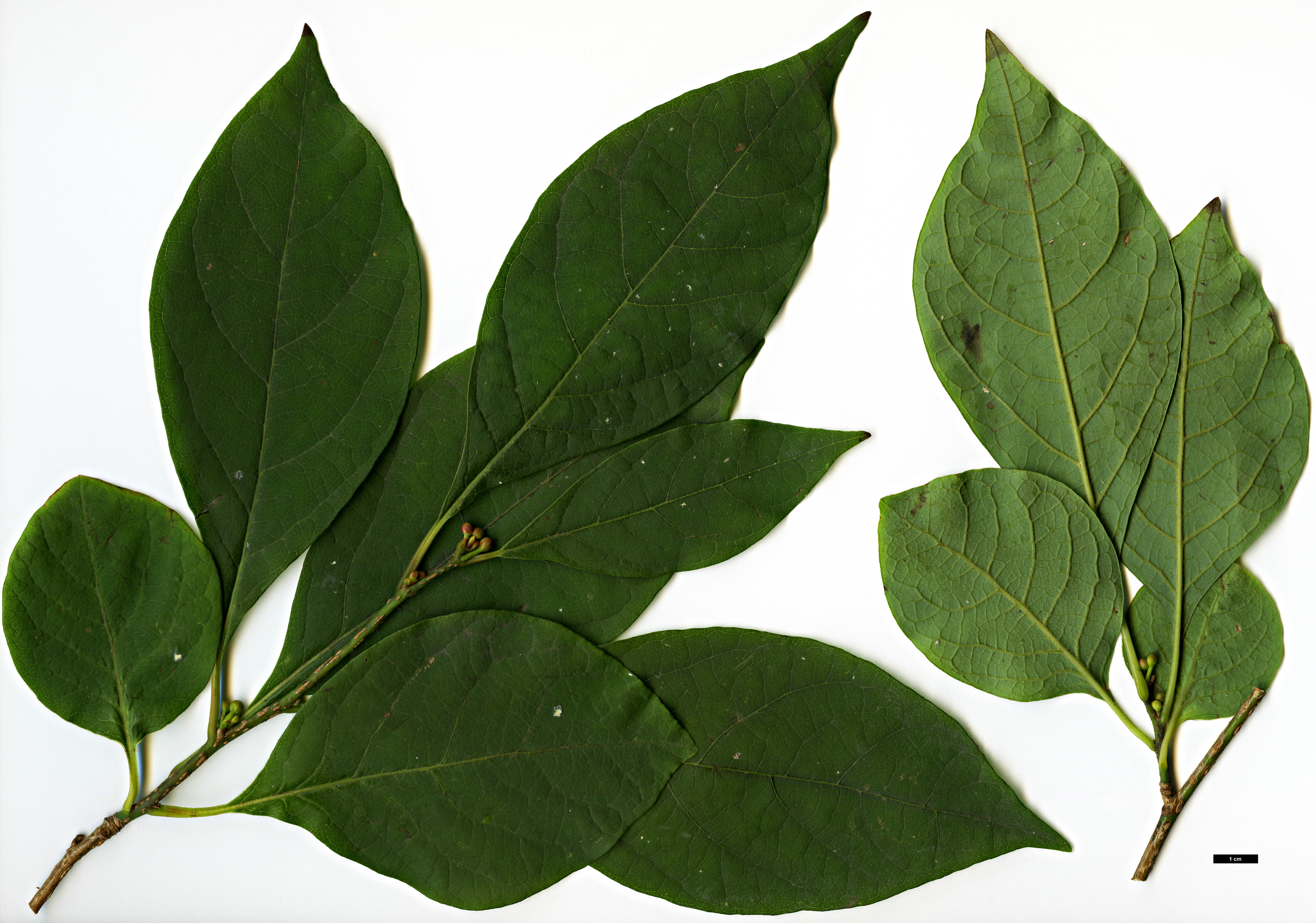 High resolution image: Family: Lauraceae - Genus: Lindera - Taxon: praecox