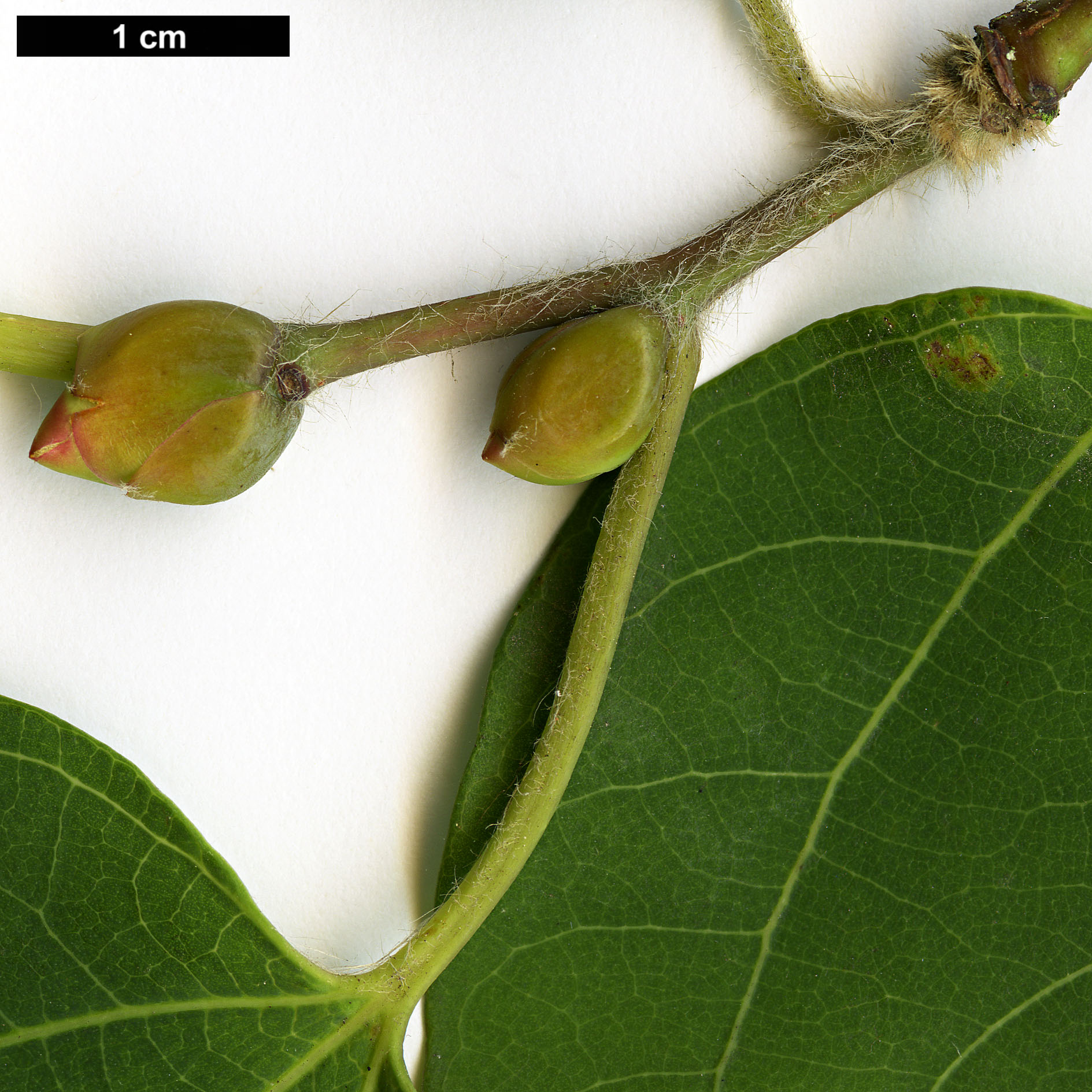 High resolution image: Family: Lauraceae - Genus: Lindera - Taxon: praetermissa