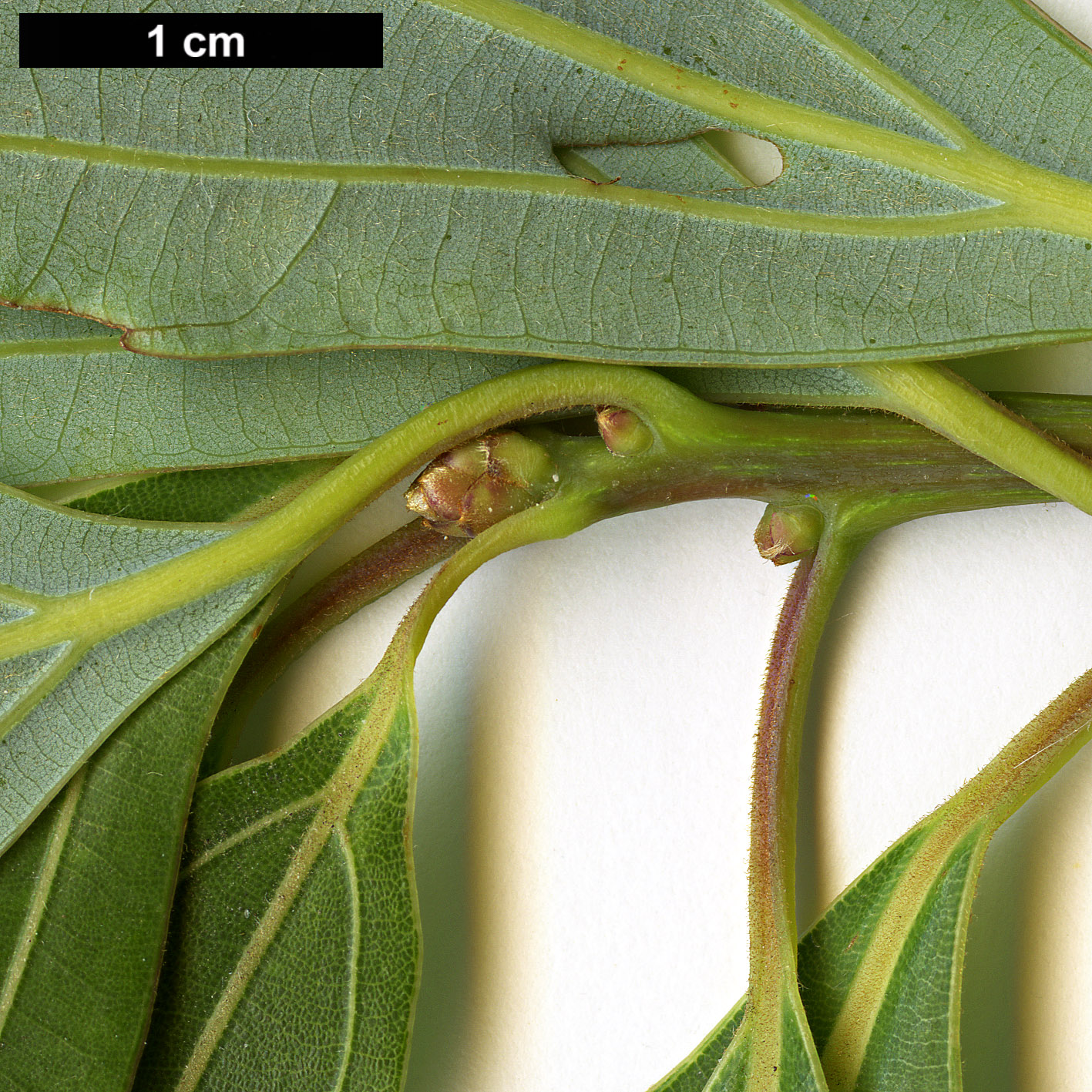 High resolution image: Family: Lauraceae - Genus: Lindera - Taxon: pulcherrima