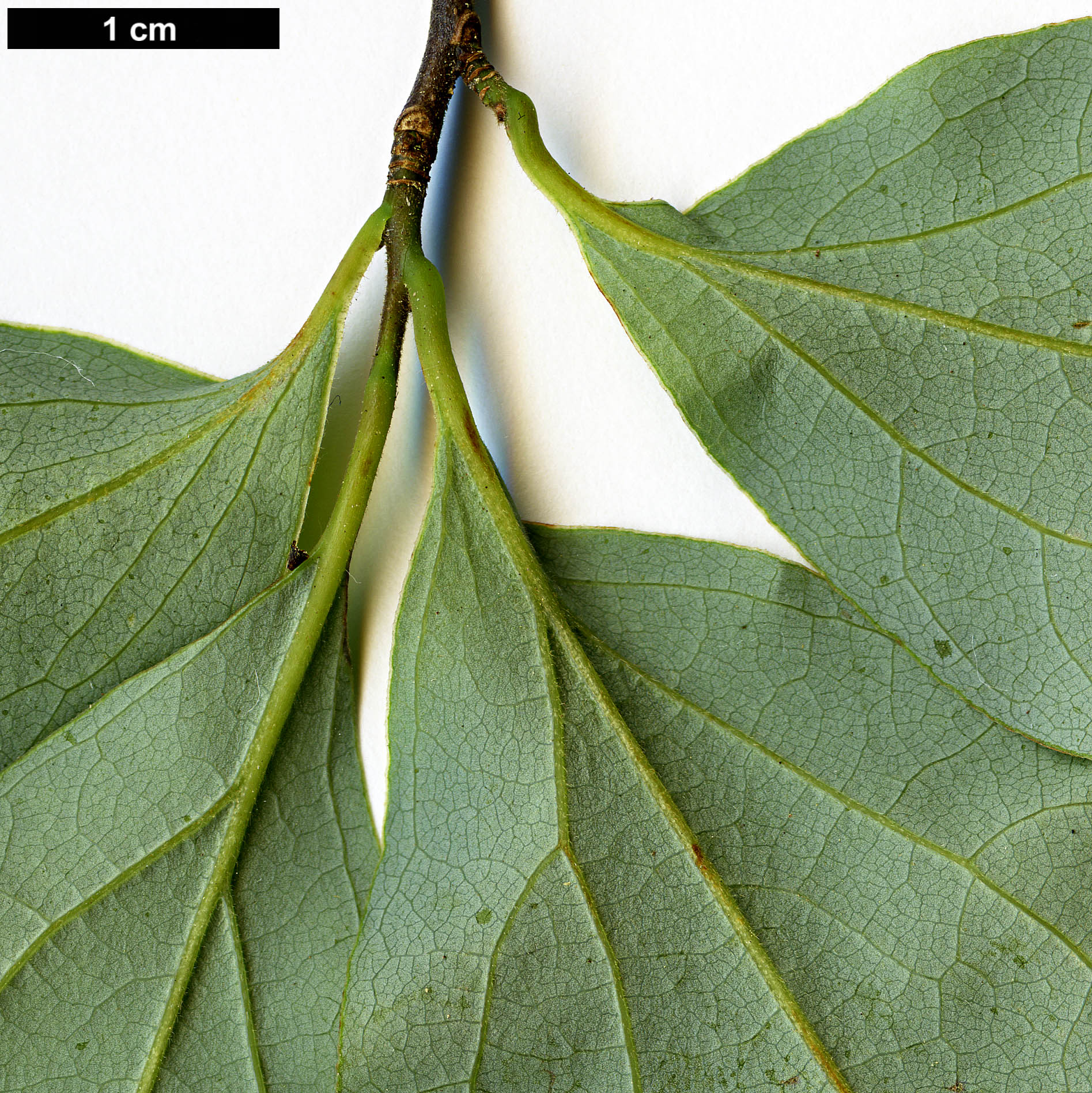 High resolution image: Family: Lauraceae - Genus: Lindera - Taxon: rubronervia