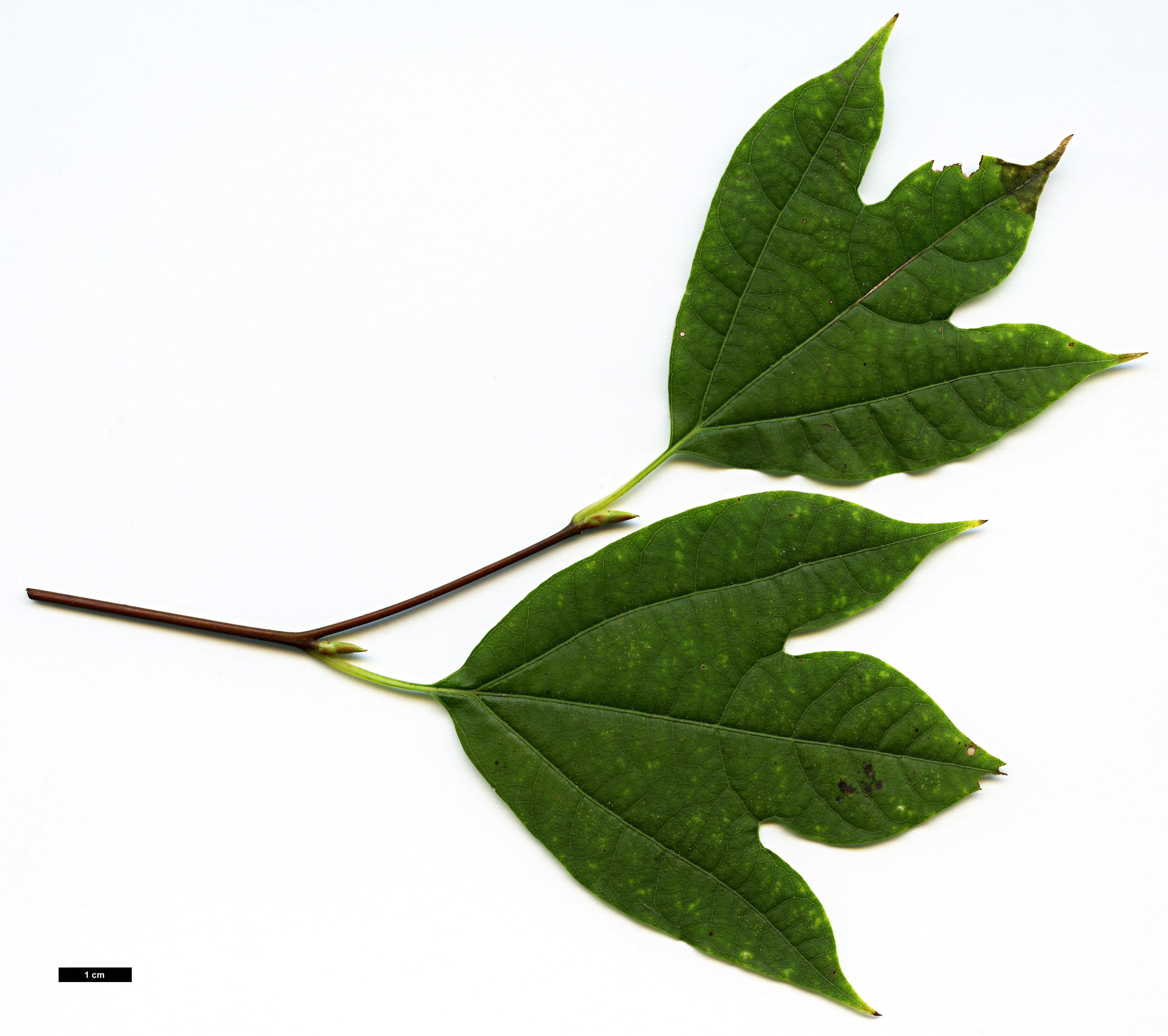 High resolution image: Family: Lauraceae - Genus: Lindera - Taxon: triloba
